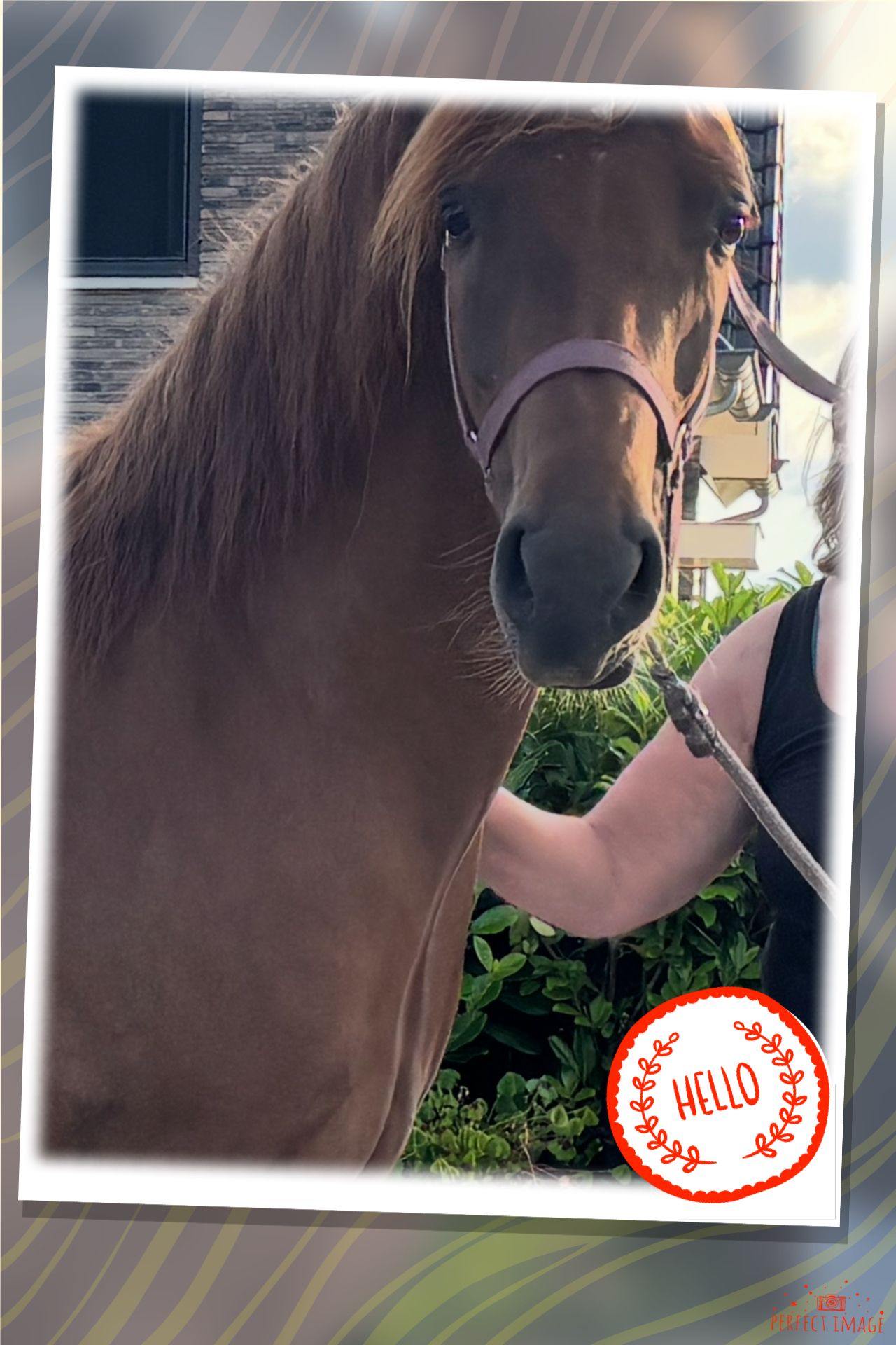 connemara allround-pony ruin 3 سنوات vos للبيع - صورة 3