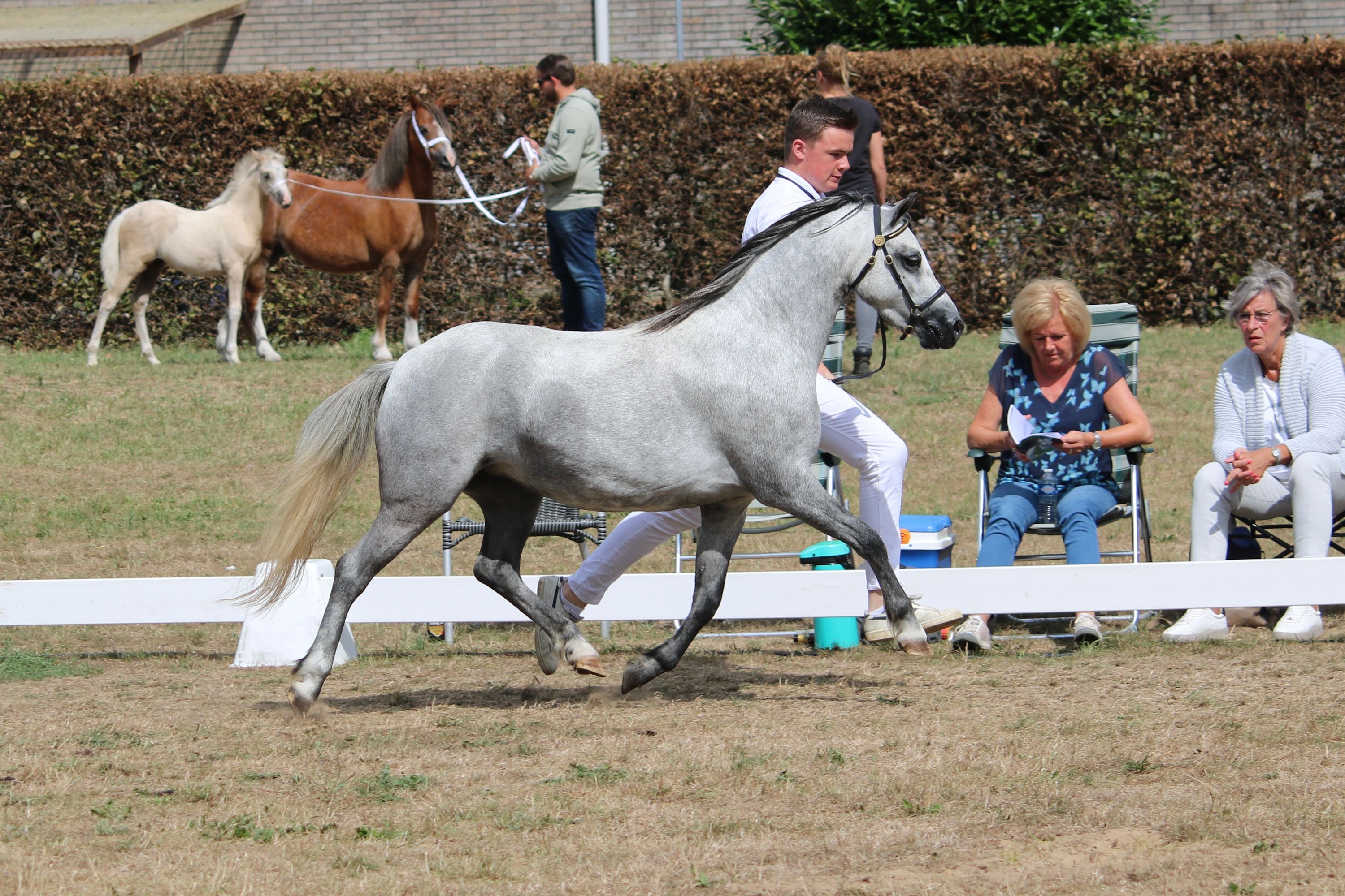 welsh allround-pony merrie 8 years old schimmel for sale - Photo 2