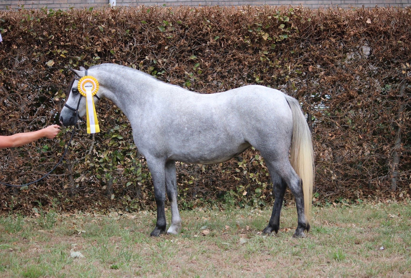 welsh allround-pony merrie 8 years old schimmel for sale - Photo 3