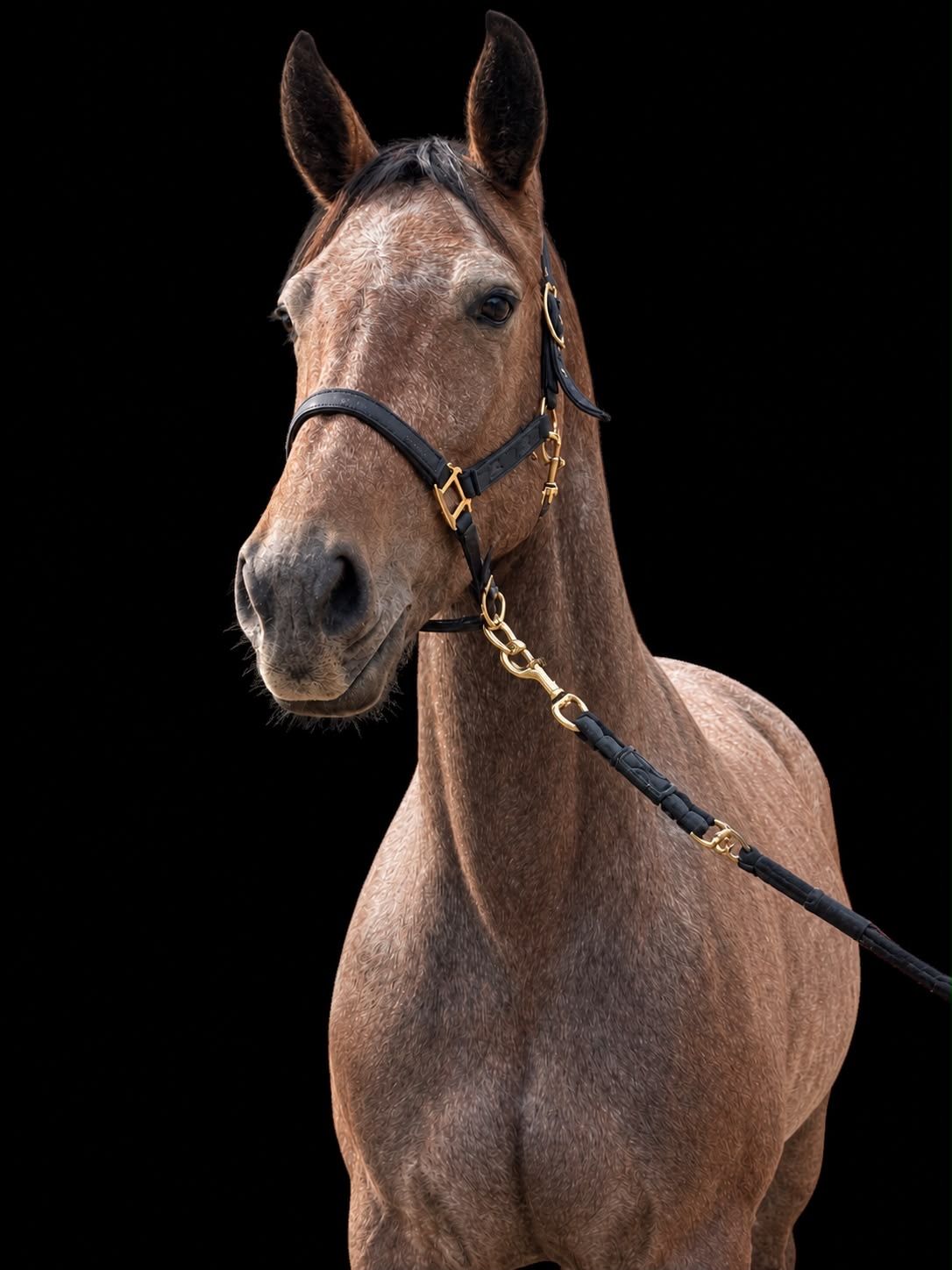 kwpn springpaard merrie 3 岁 schimmel 出售 - 照片 2