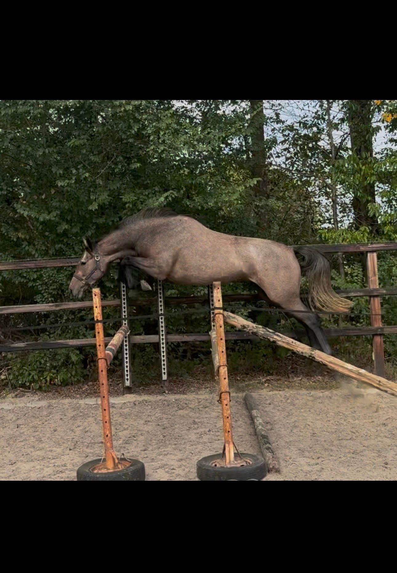 kwpn springpaard merrie 3 岁 schimmel 出售 - 照片 3
