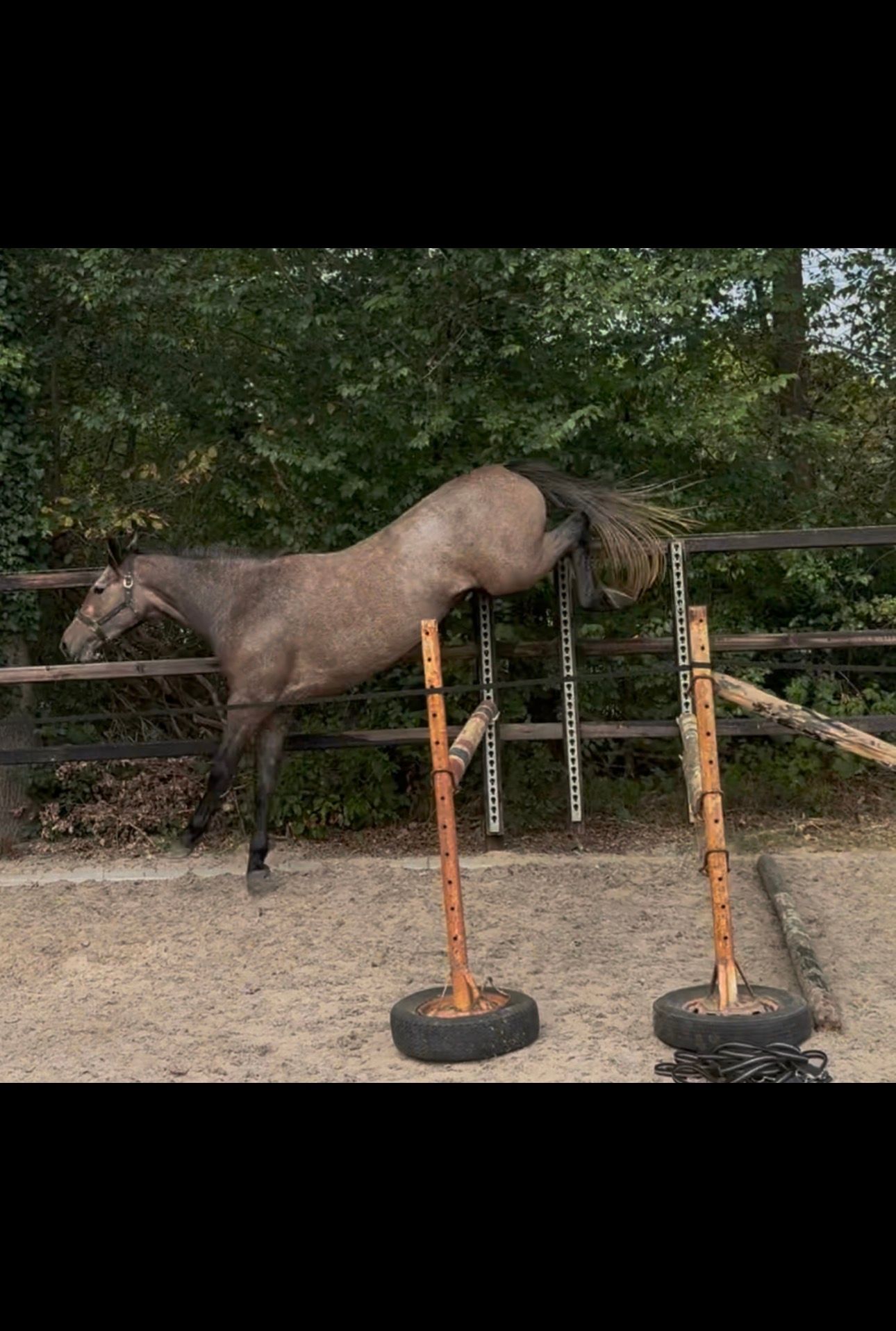 kwpn springpaard merrie 3 岁 schimmel 出售 - 照片 4