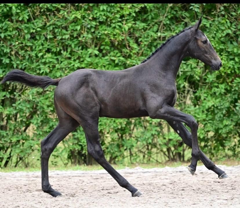zangersheide springpaard merrie 0 anos schimmel à venda - Foto 2