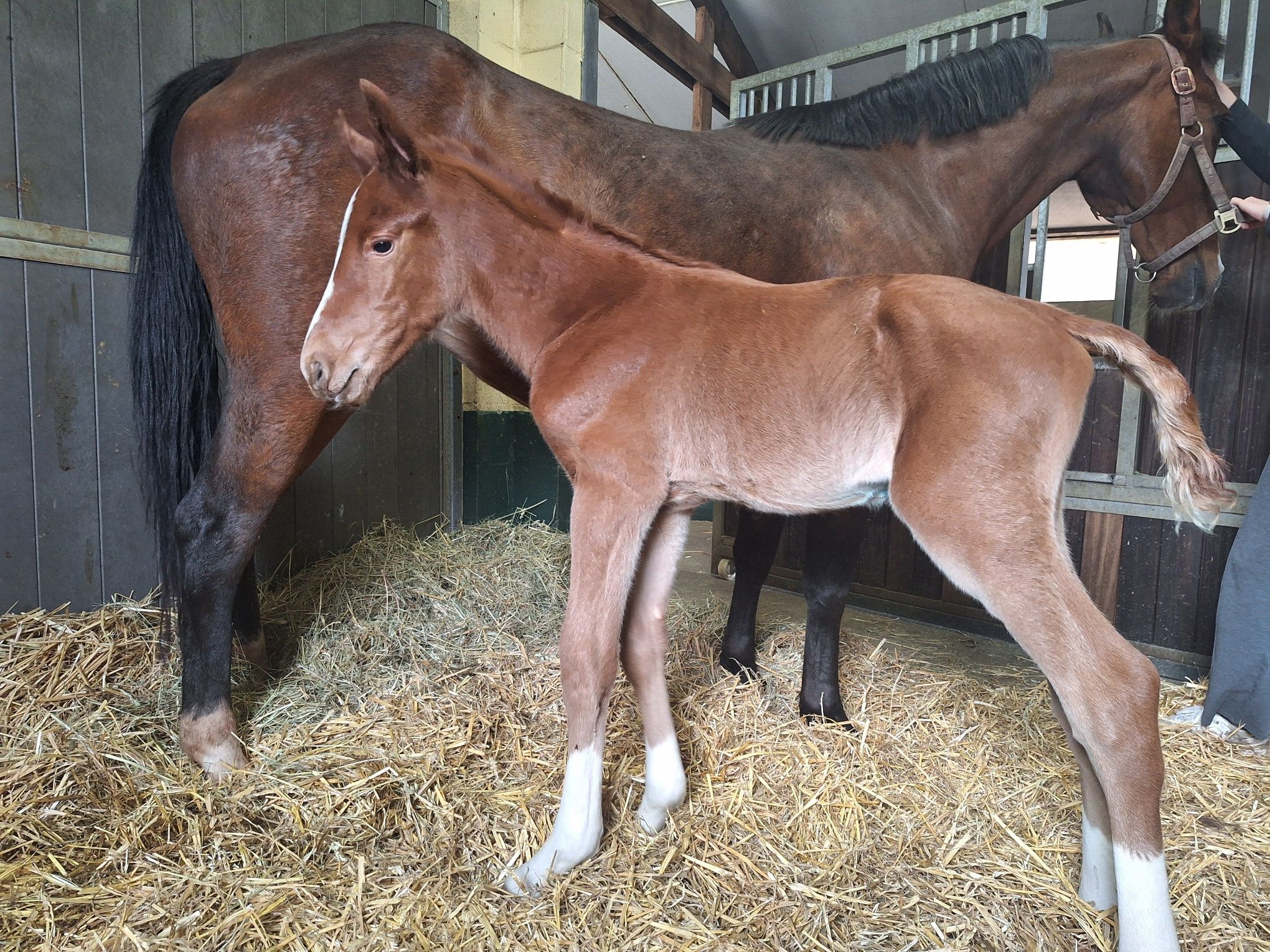 zangersheide springpaard hengst 0 anos vos à venda - Foto 3
