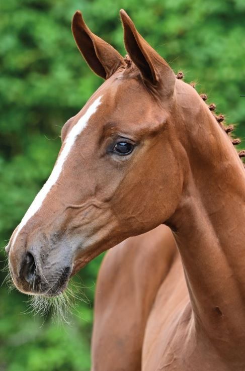 zangersheide springpaard hengst 0 anos vos à venda - Foto 2