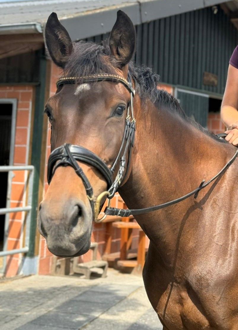 oldenburg springpaard merrie 5 anos donkerbruin à venda - Foto 2
