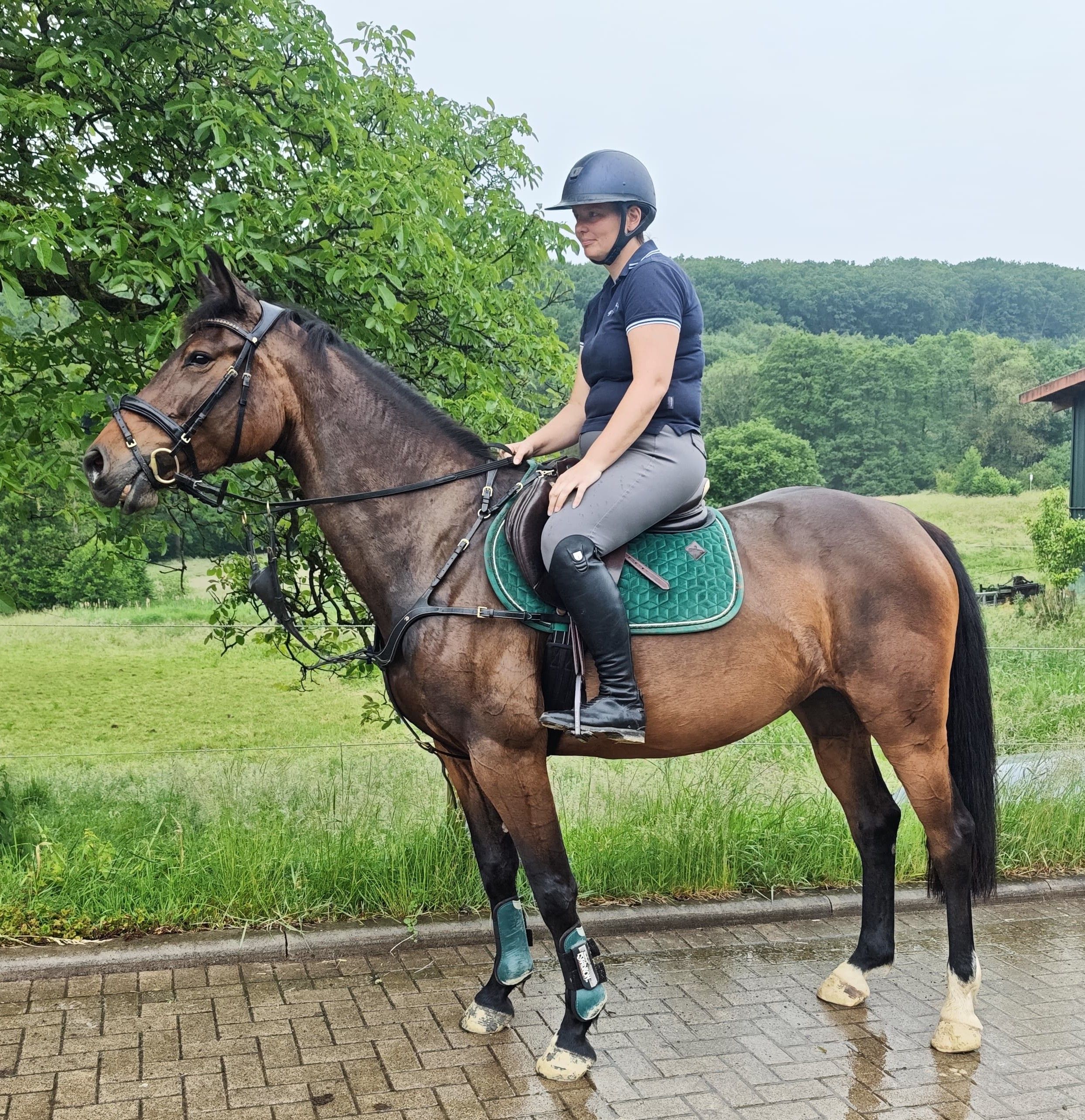 oldenburg springpaard merrie 5 anos donkerbruin à venda - Foto 3