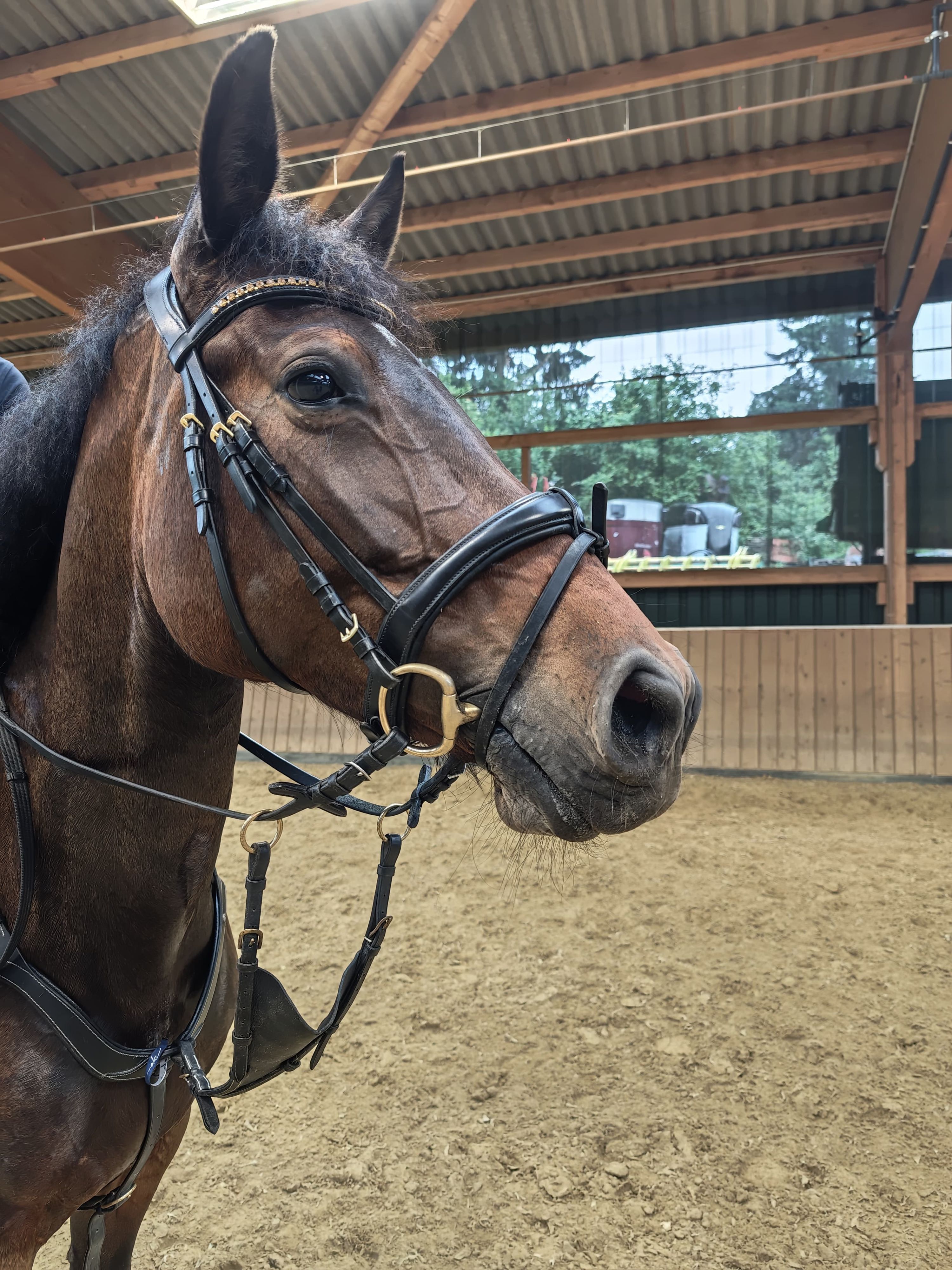 oldenburg springpaard merrie 5 anos donkerbruin à venda - Foto 4