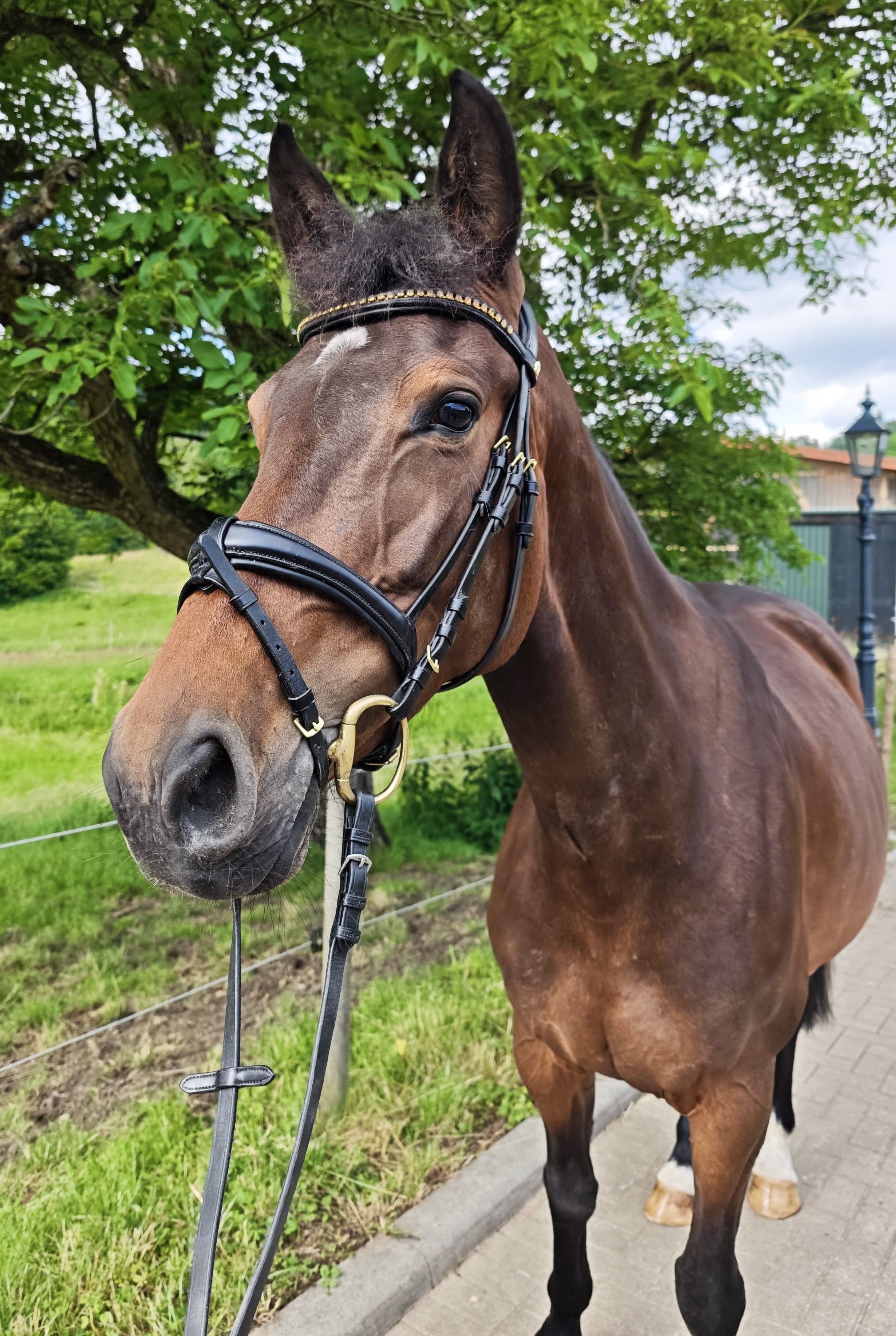 oldenburg springpaard merrie 5 anos donkerbruin à venda - Foto 6