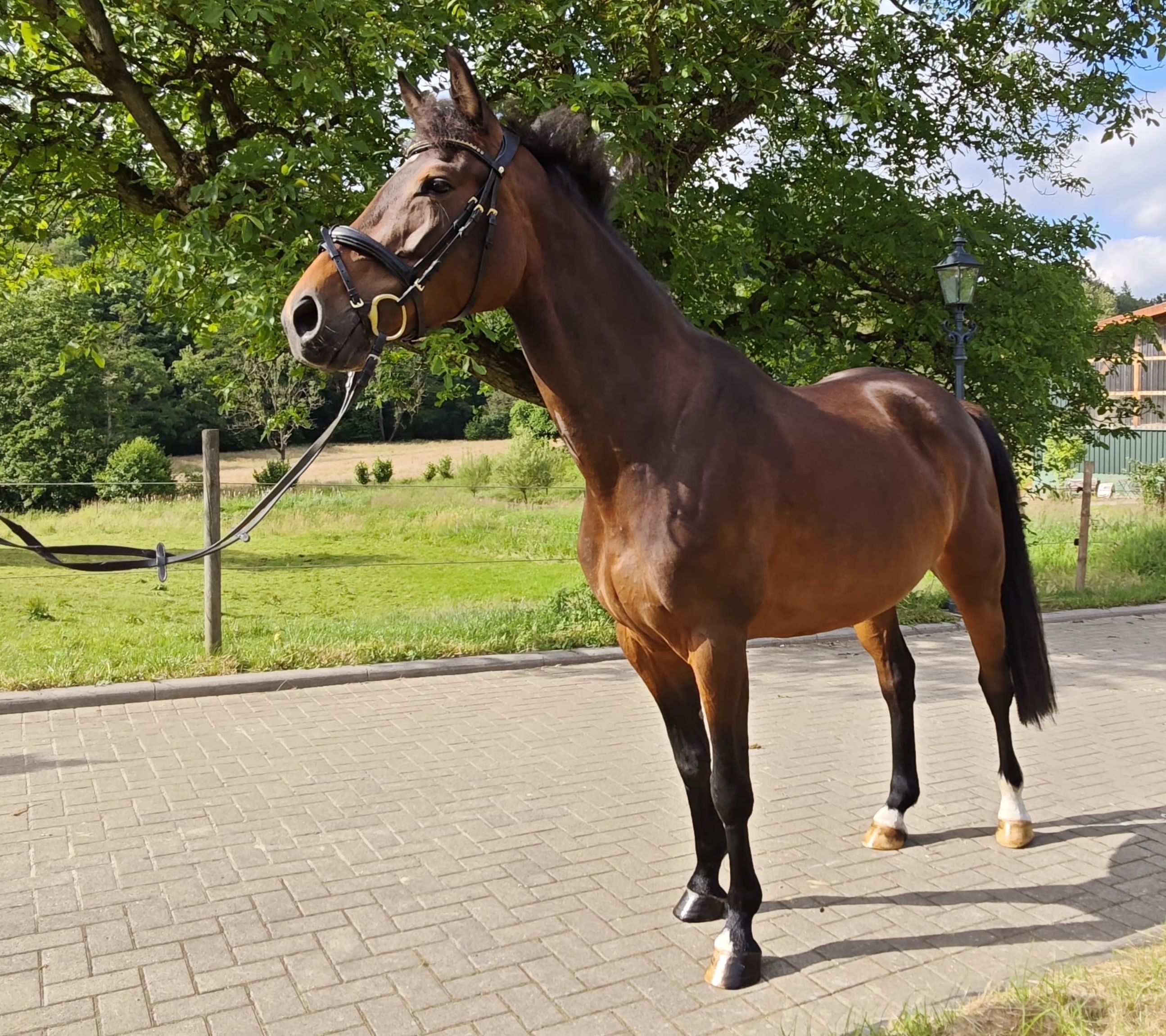 oldenburg springpaard merrie 5 anos donkerbruin à venda - Foto 5