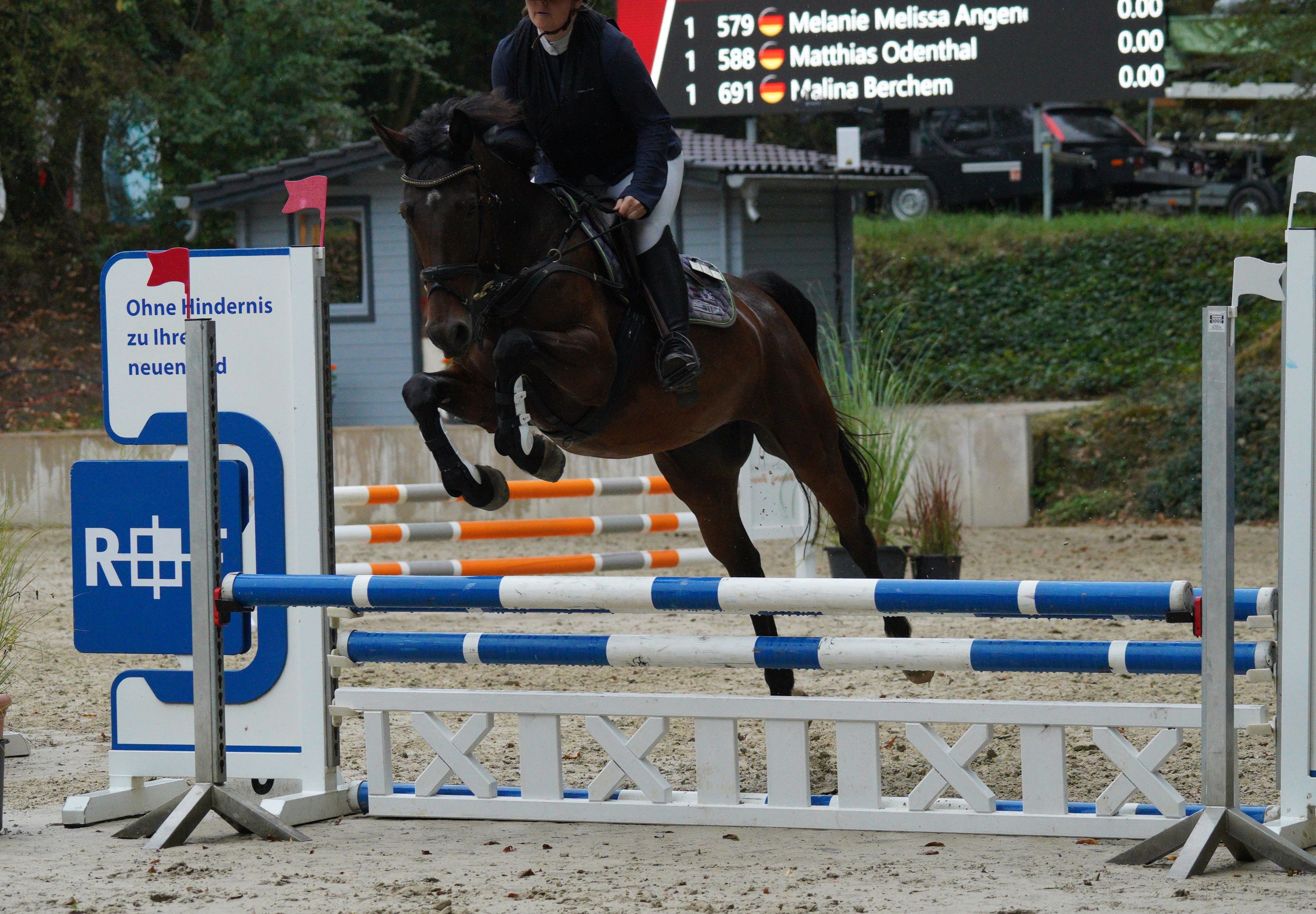 Jovem cavalo de salto descomplicado e de qualidade