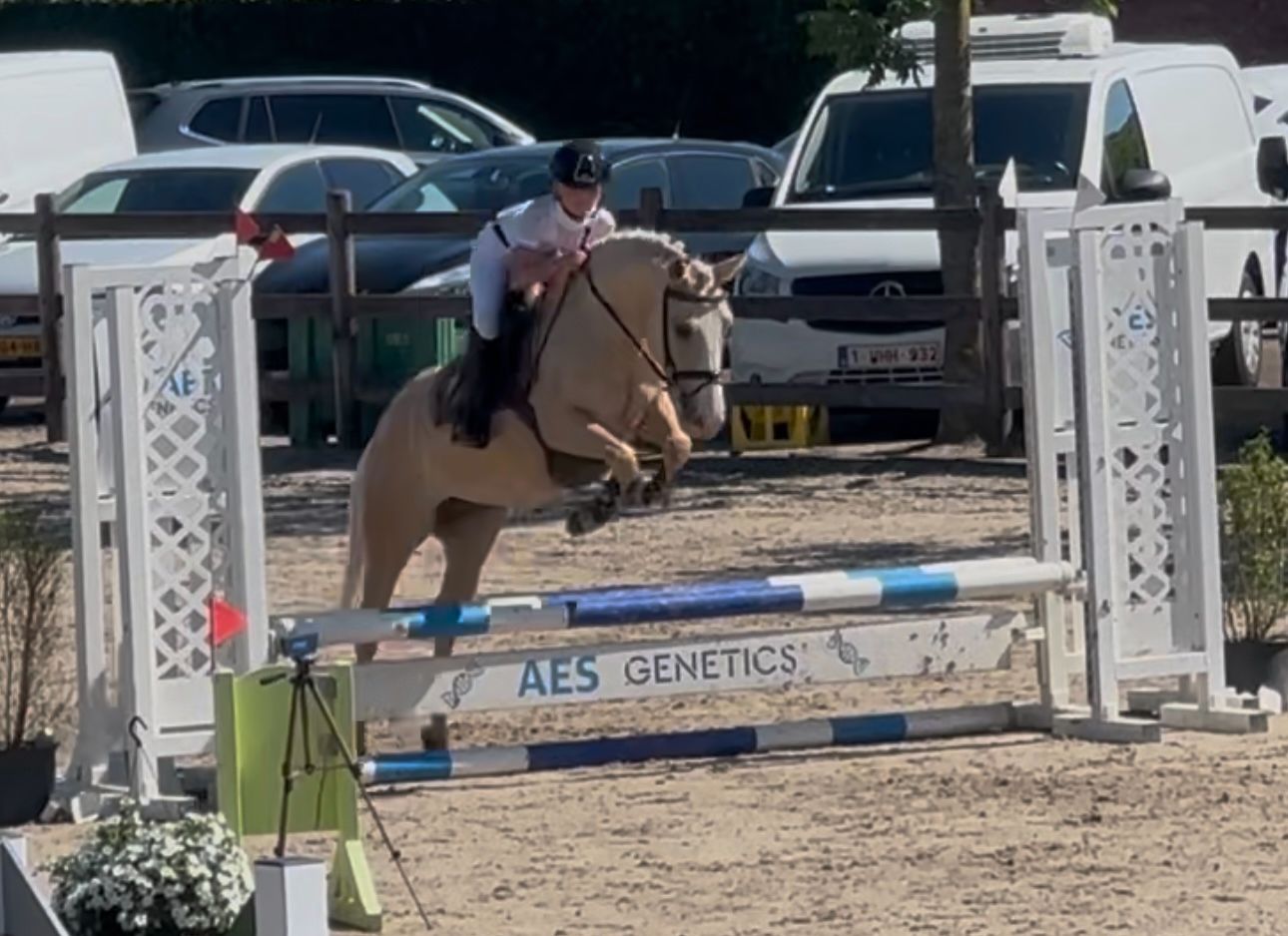 Všestranný palomino C pony
