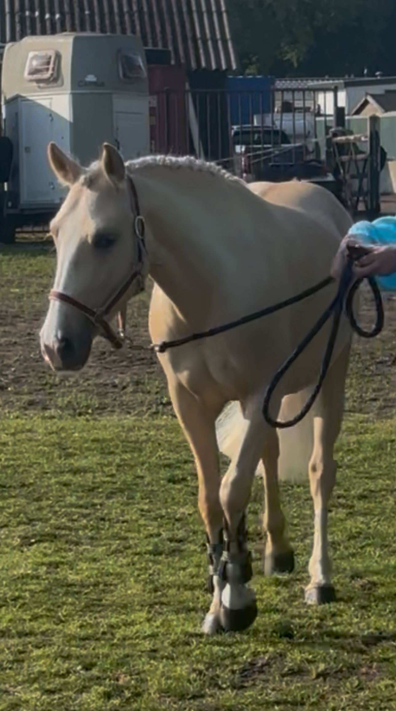 anglo-europees allround-pony merrie 4 años palomino en venta - Foto 3