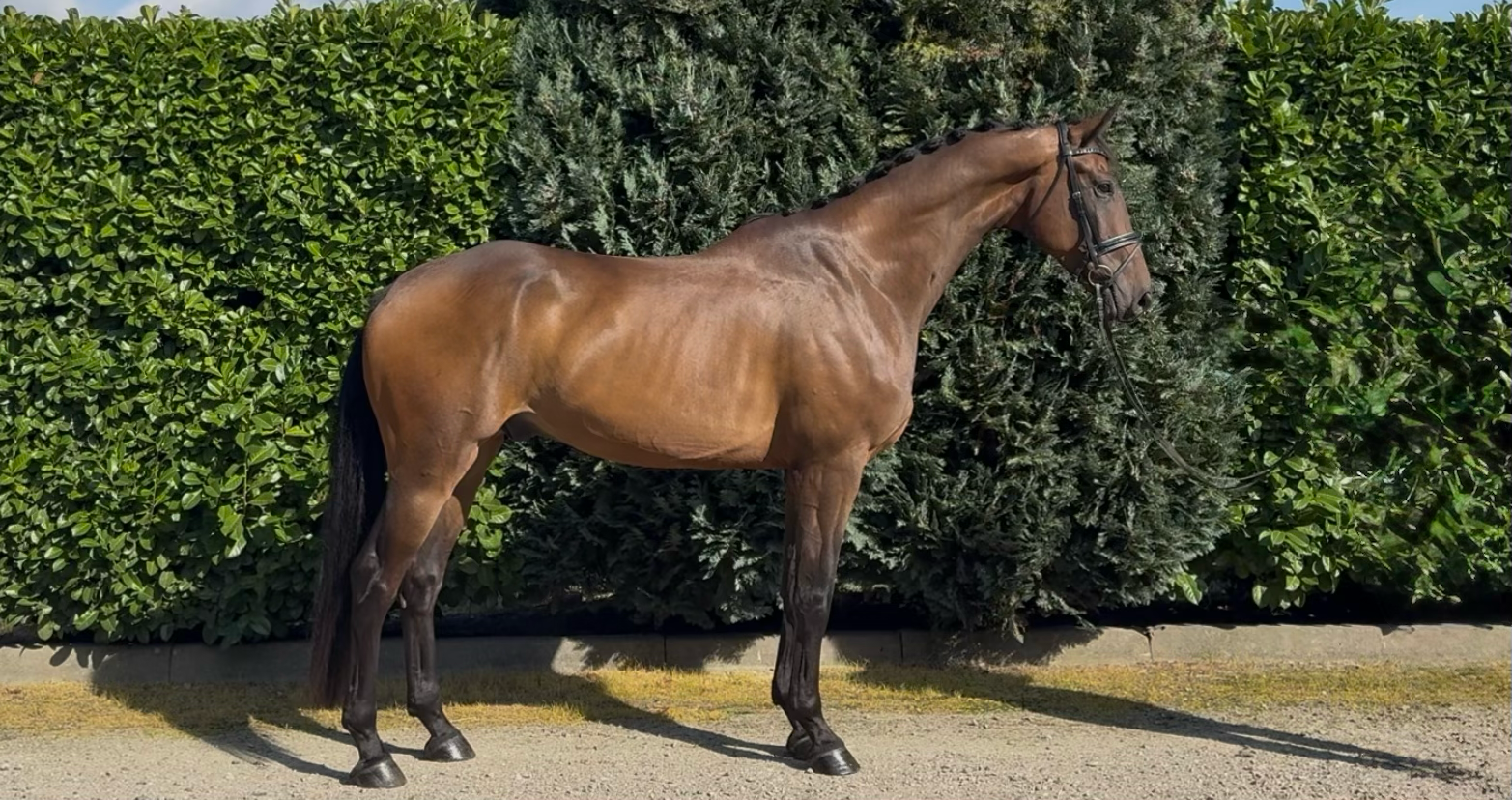 Grote knappe ruin met potentie! 😍