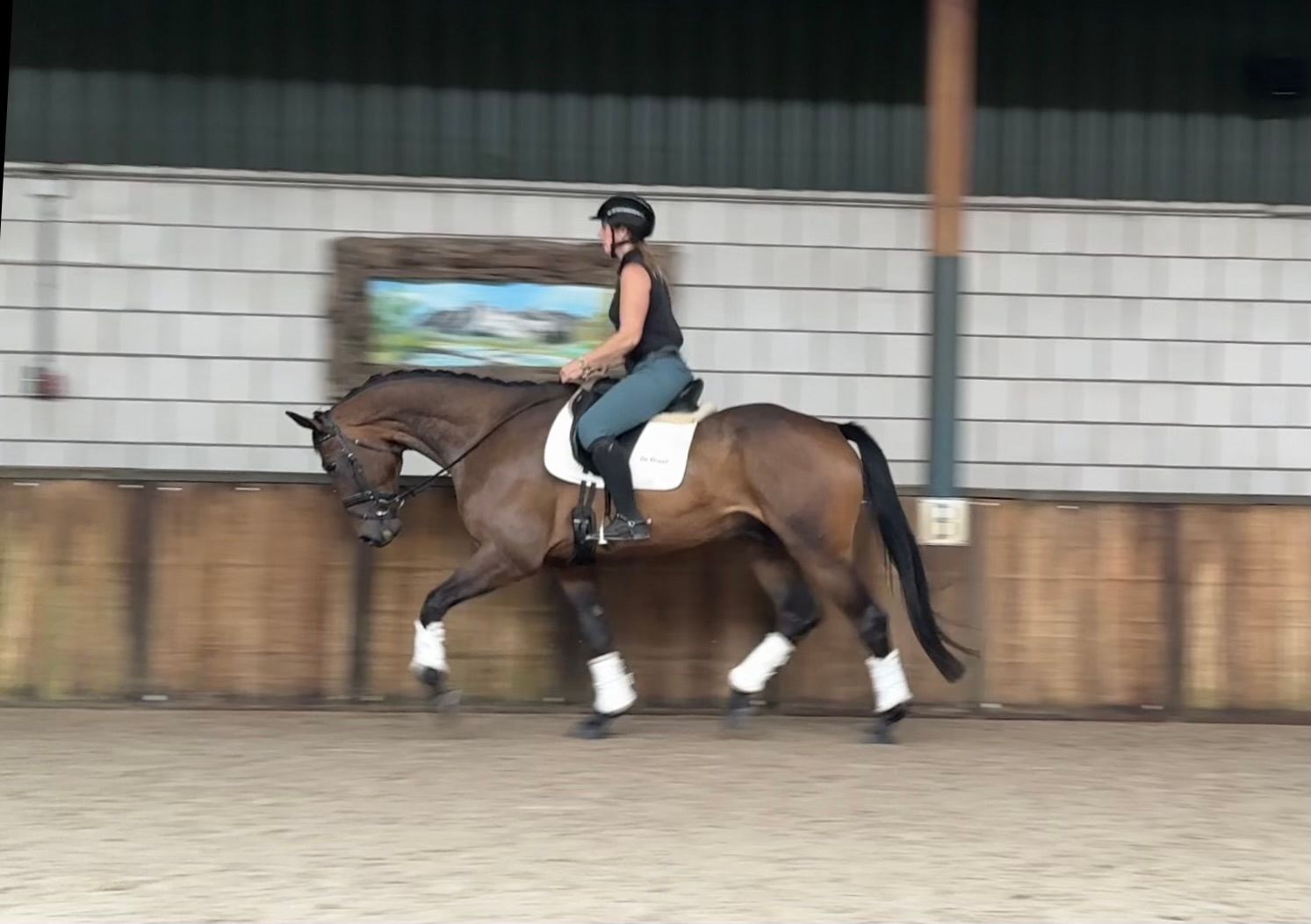 kwpn dressuurpaard ruin 5 år donkerbruin till salu - Foto 2
