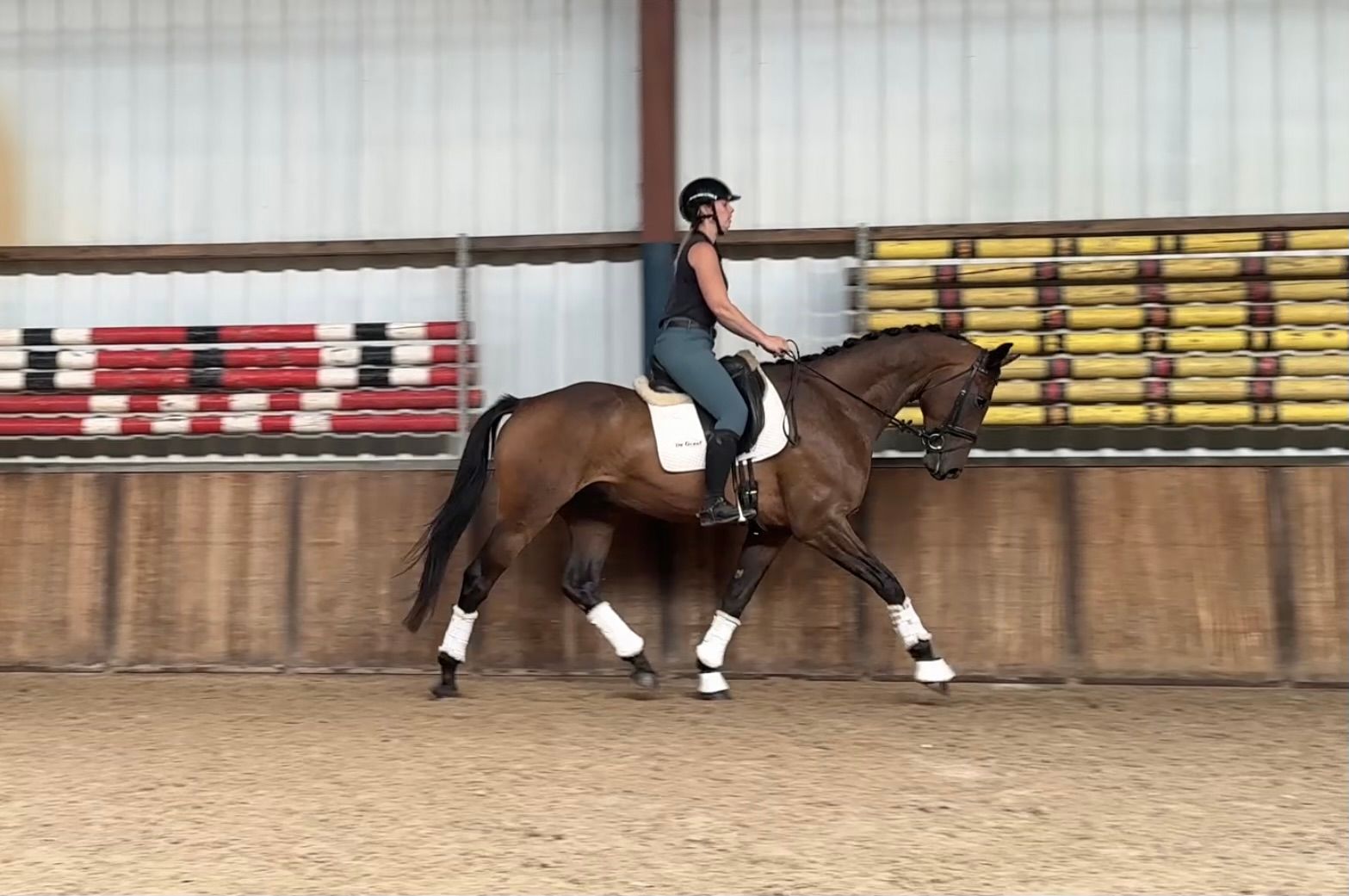 kwpn dressuurpaard ruin 5 år donkerbruin till salu - Foto 4