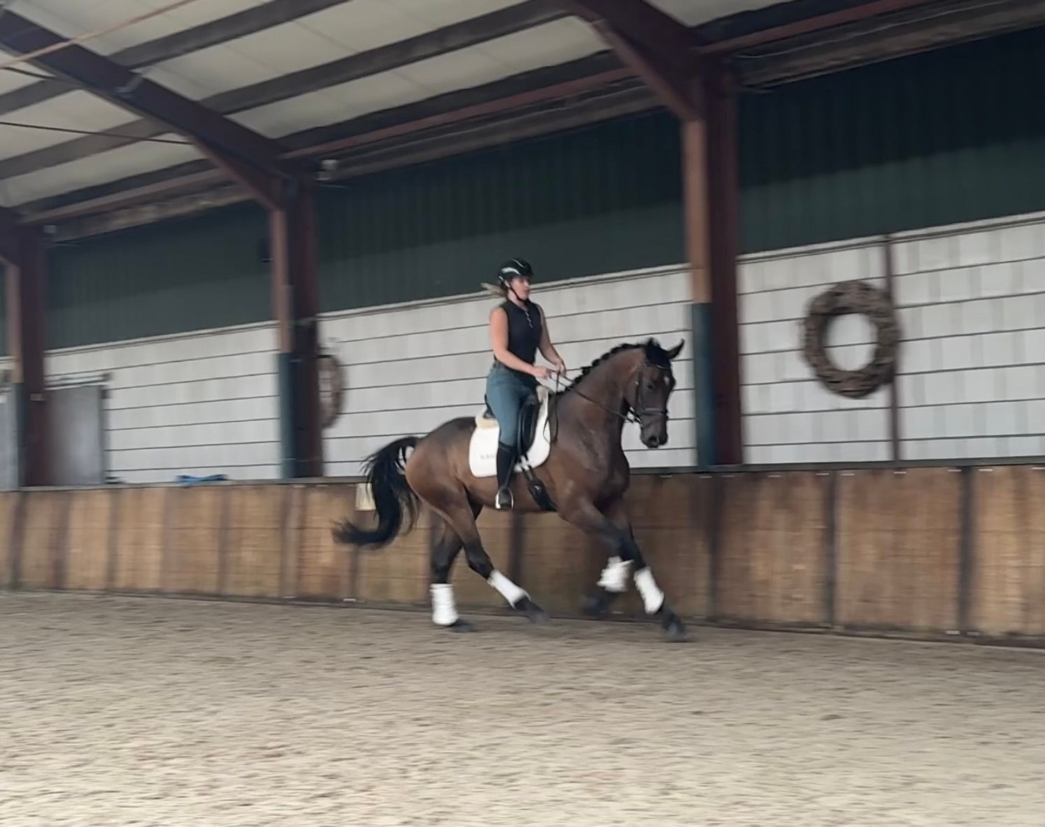 kwpn dressuurpaard ruin 5 år donkerbruin till salu - Foto 6