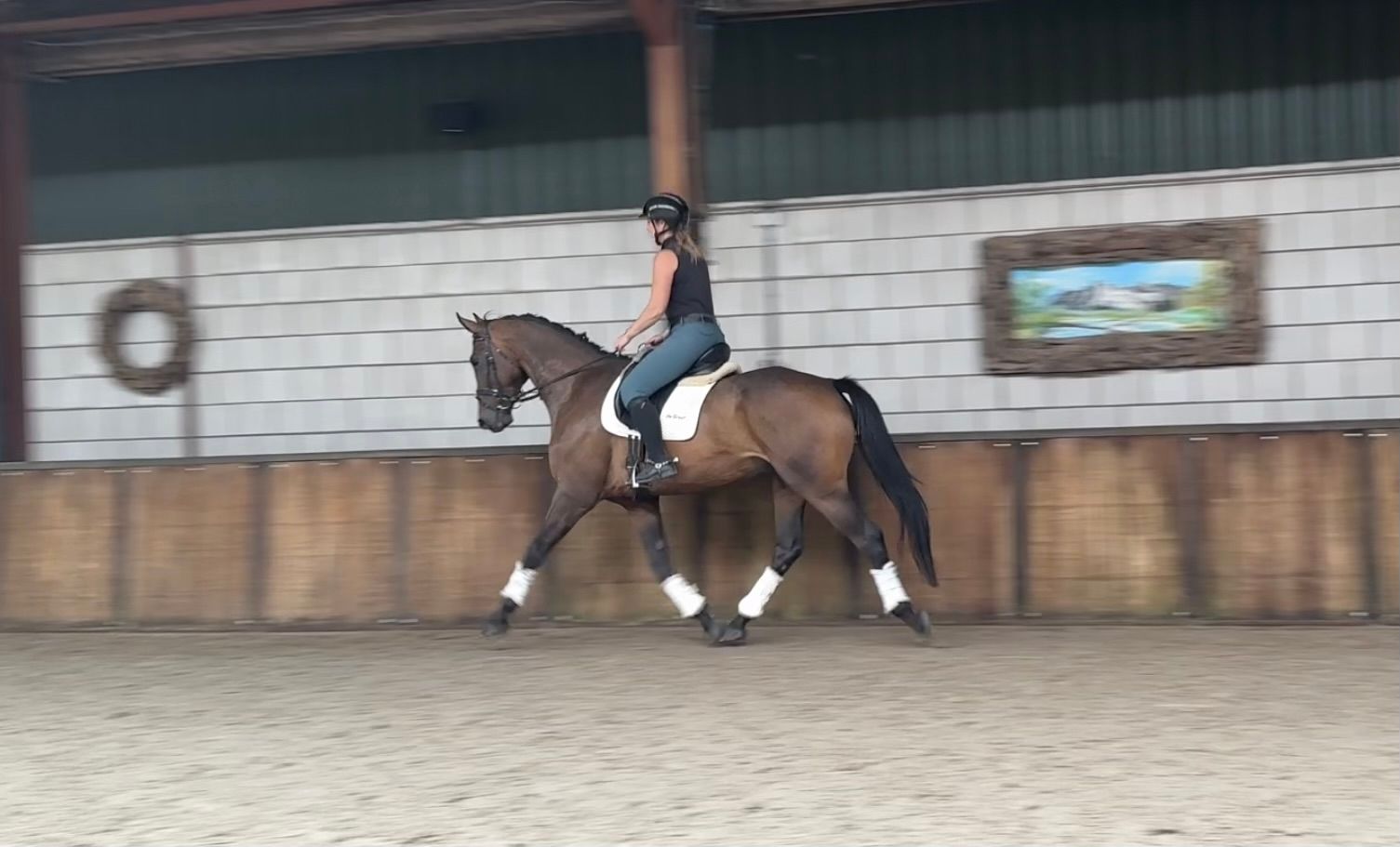 kwpn dressuurpaard ruin 5 år donkerbruin till salu - Foto 5