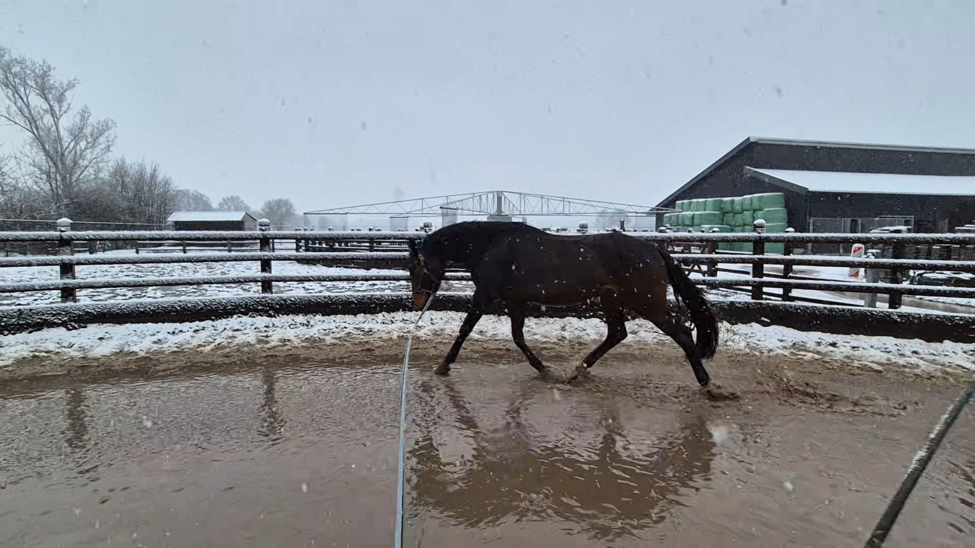 zangersheide springpaard merrie 5 years old donkerbruin for sale - Photo 3