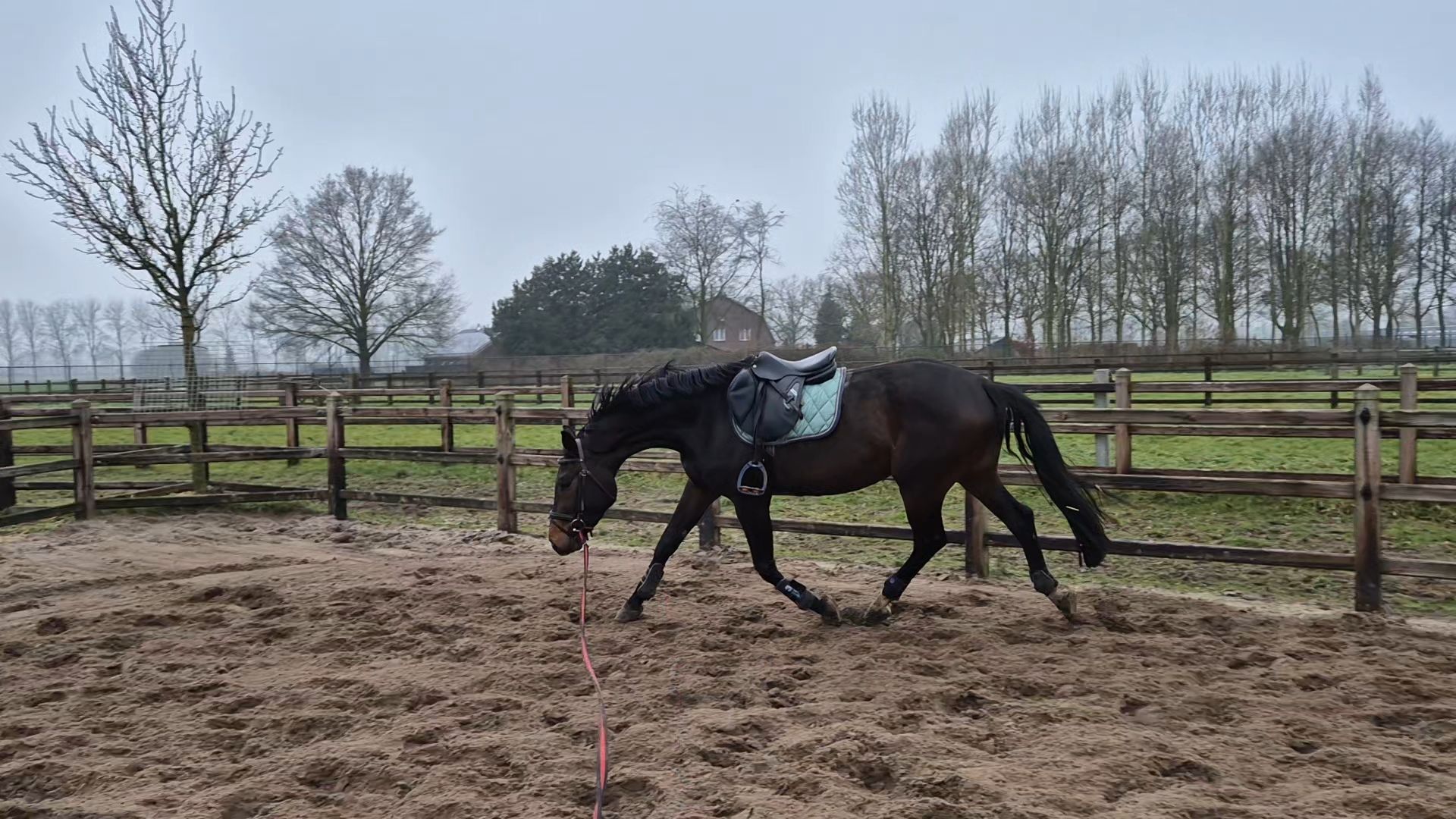 zangersheide springpaard merrie 5 years old donkerbruin for sale - Photo 2