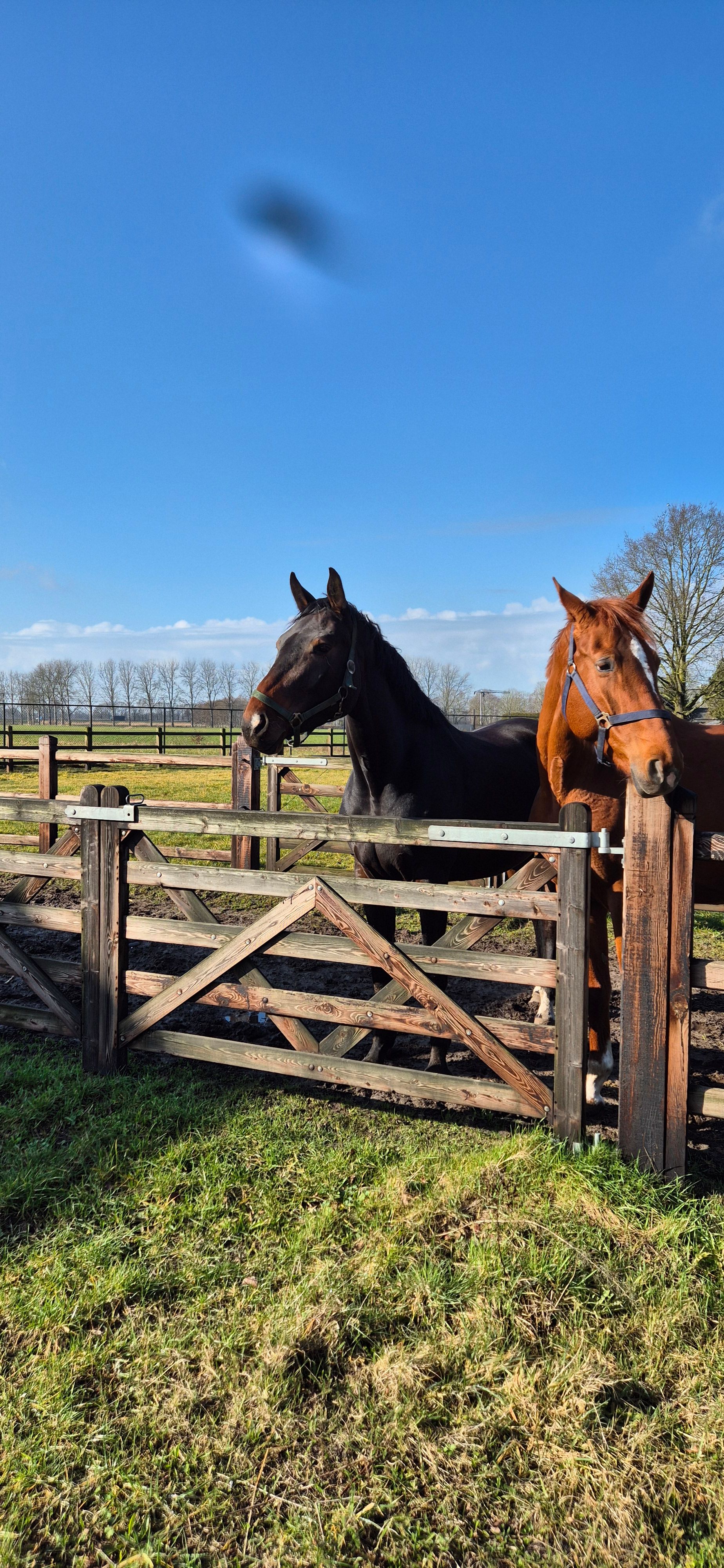 zangersheide springpaard merrie 5 years old donkerbruin for sale - Photo 4