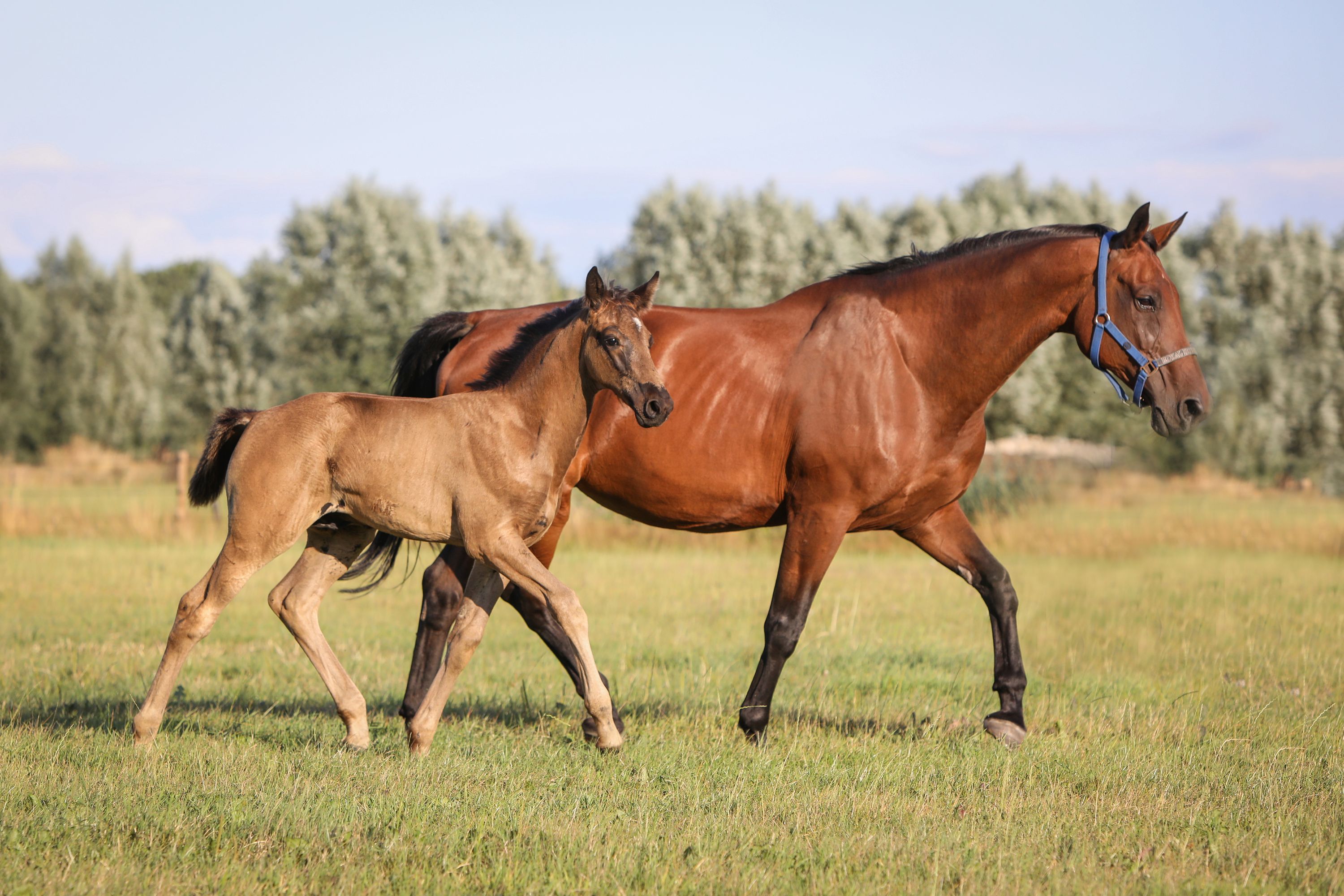 kwpn dressuurpaard hengst 0 years old zwart for sale - Photo 5