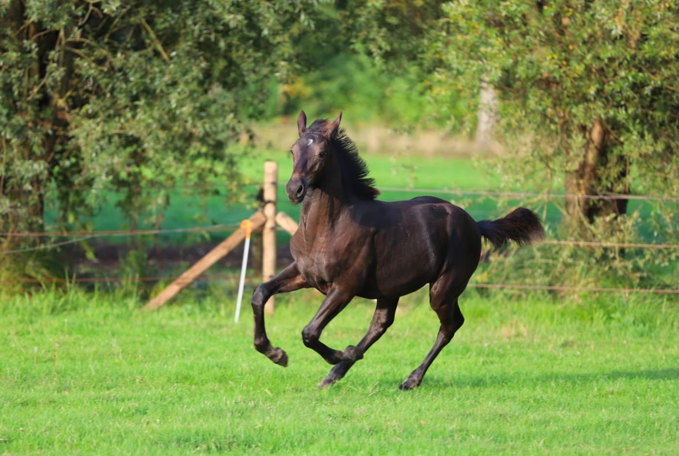kwpn dressuurpaard hengst 0 years old zwart for sale - Photo 6