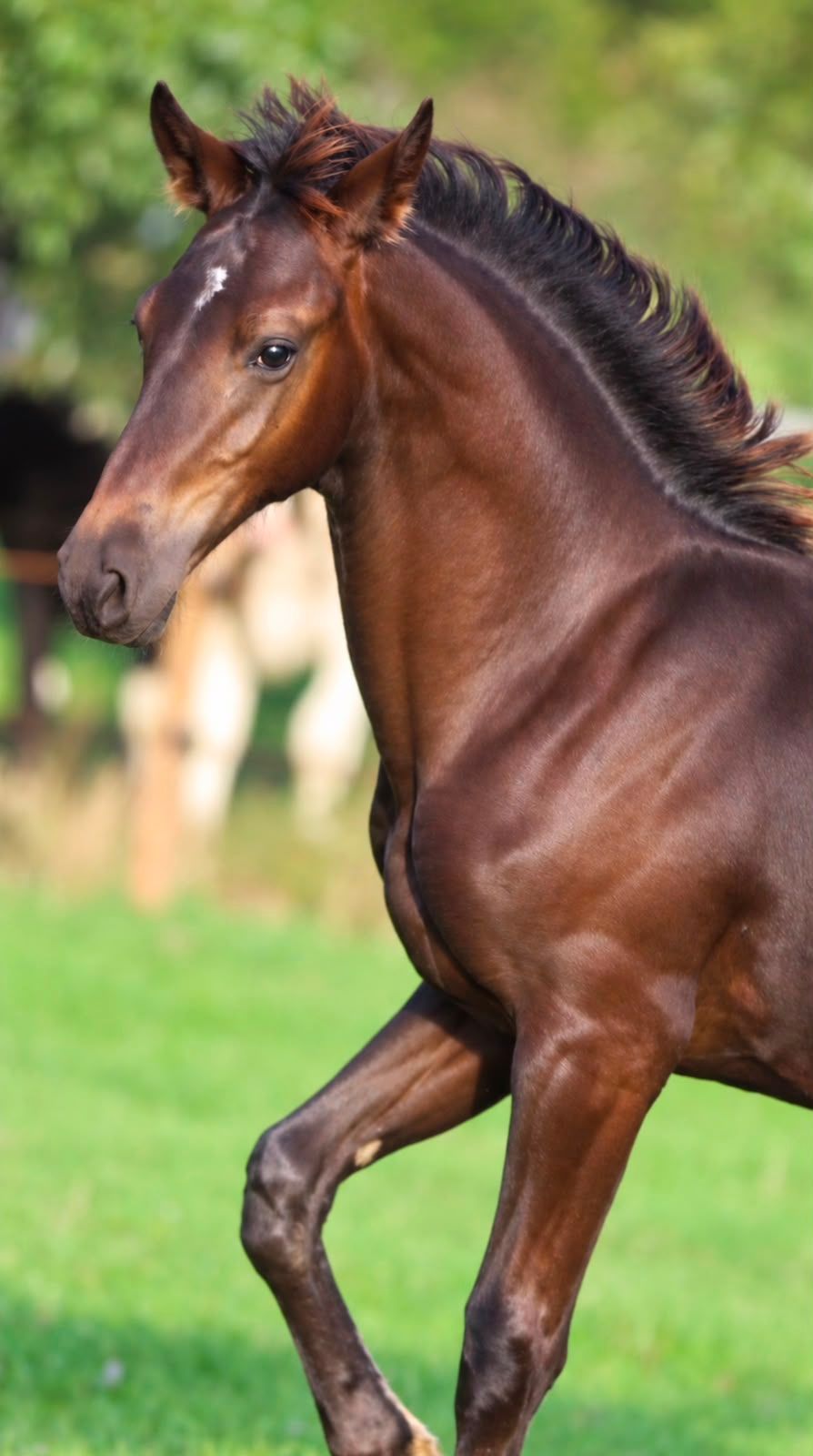 kwpn dressuurpaard hengst 0 years old zwart for sale - Photo 3
