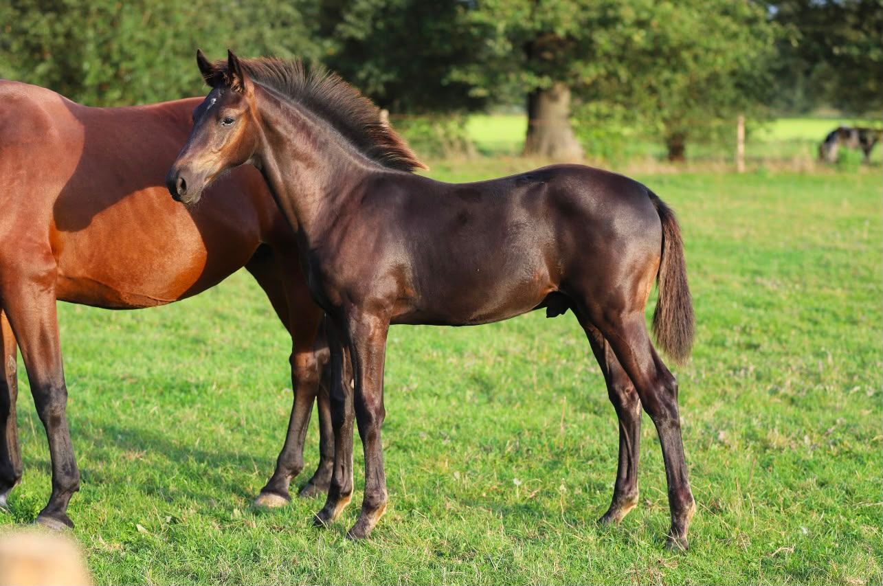 kwpn dressuurpaard hengst 0 years old zwart for sale - Photo 2