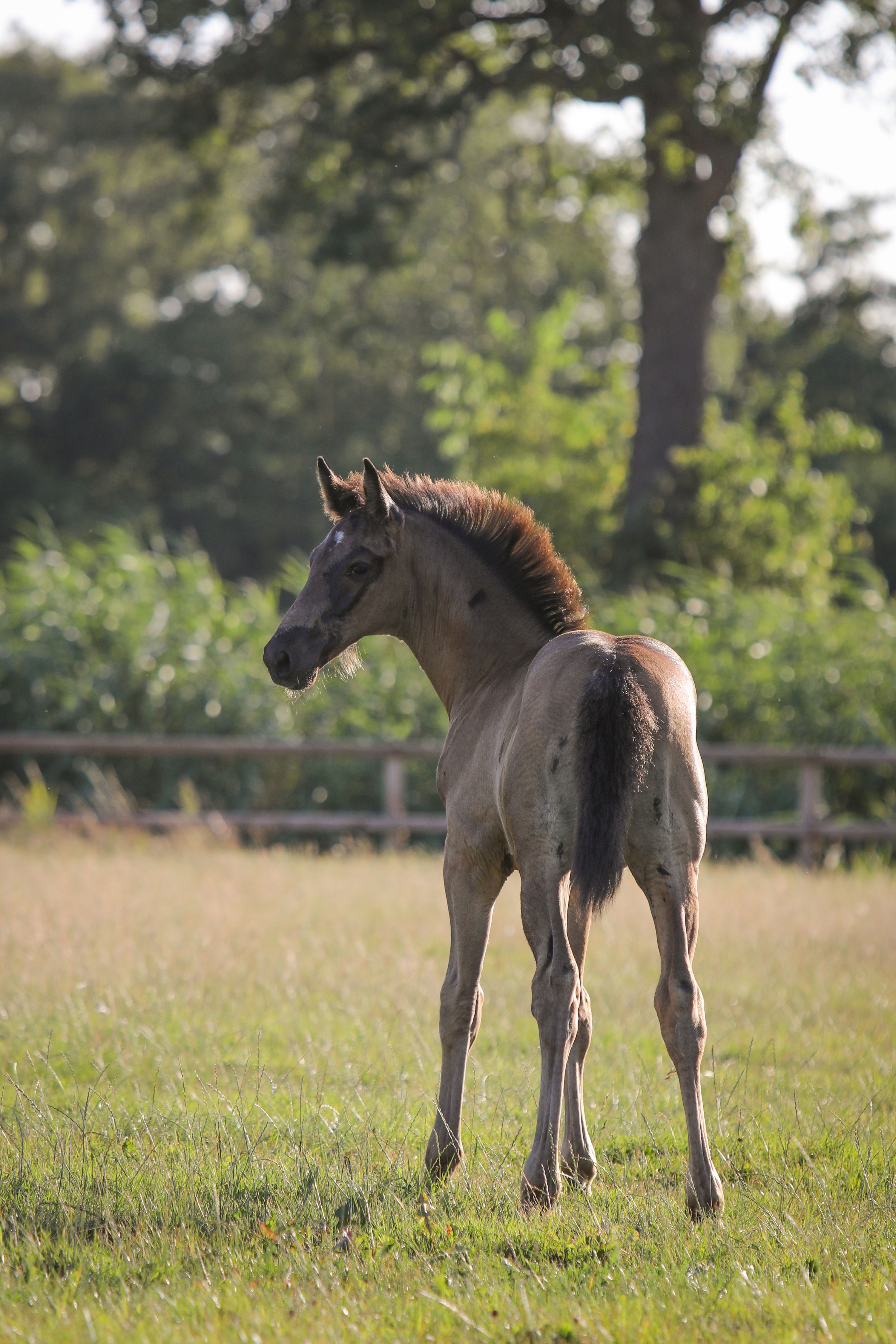 kwpn dressuurpaard hengst 0 years old zwart for sale - Photo 4