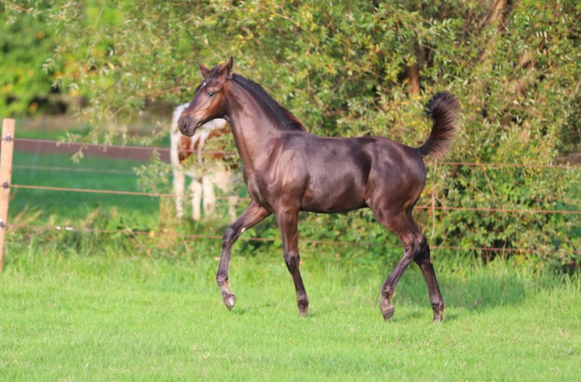 kwpn dressuurpaard hengst 0 years old zwart for sale - Photo 4