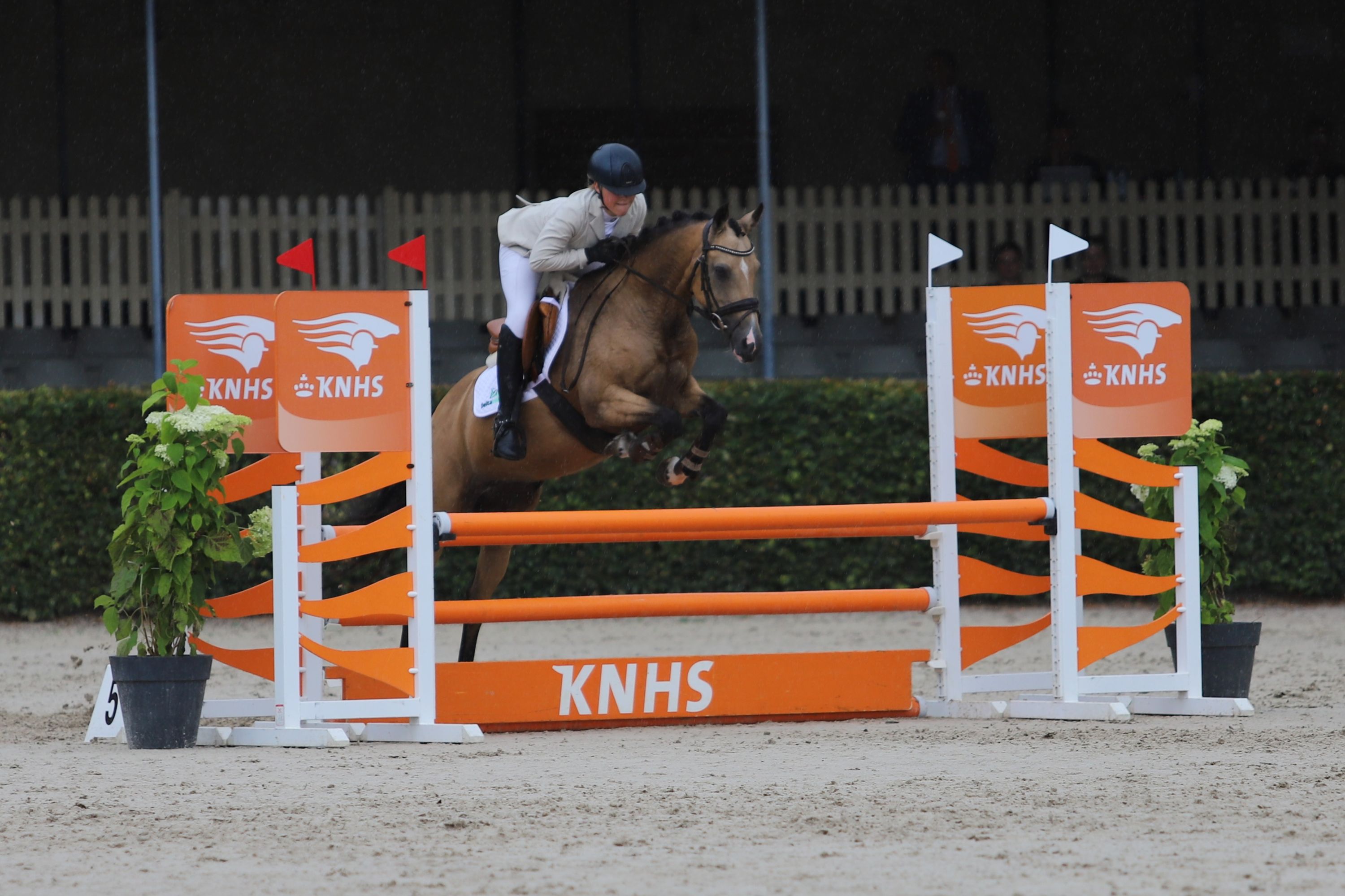 welsh allround-pony merrie 13 år andere-kleur till salu - Foto 4