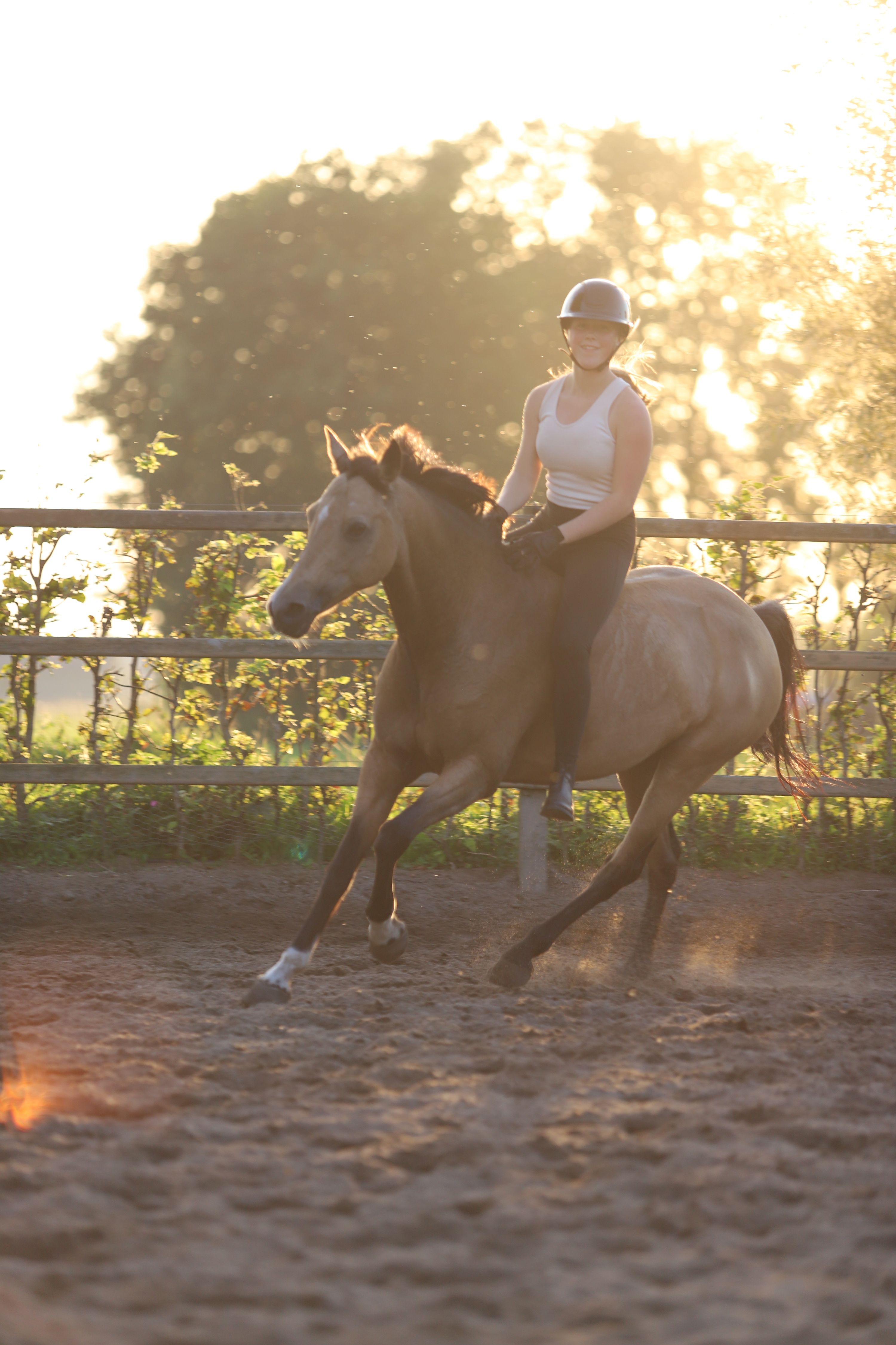 welsh allround-pony merrie 13 år andere-kleur till salu - Foto 3