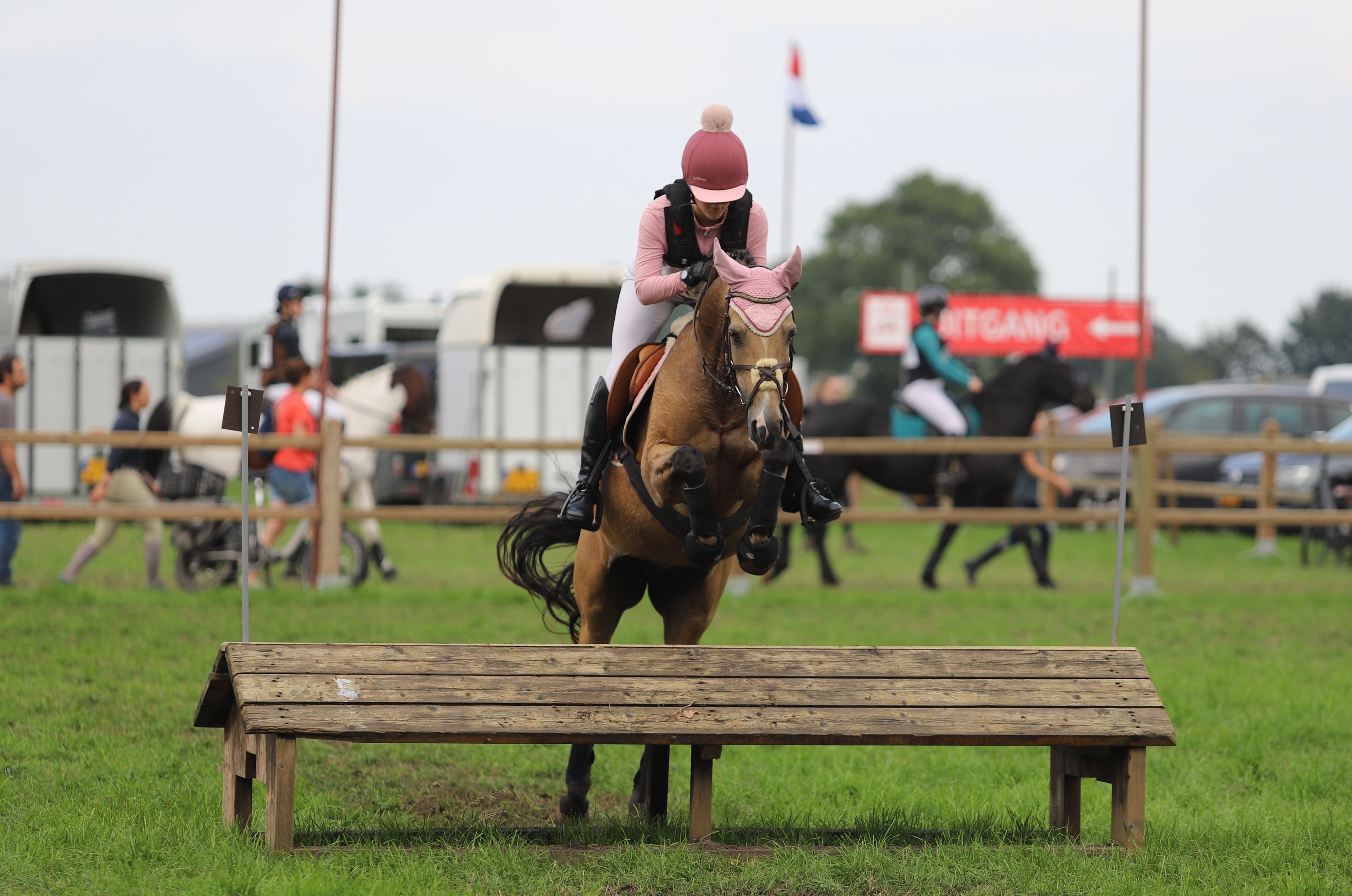 welsh allround-pony merrie 13 år andere-kleur till salu - Foto 2