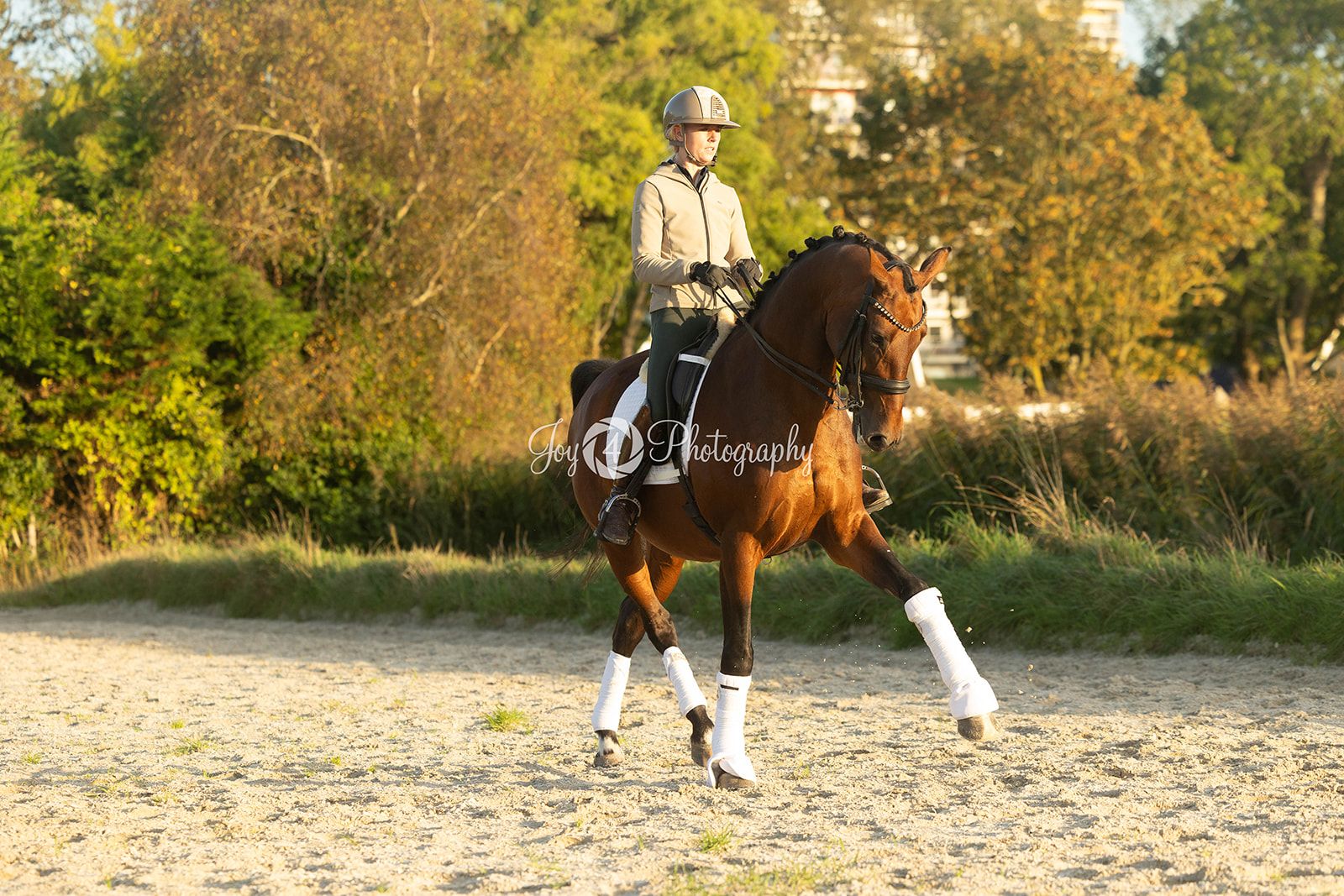 kwpn dressuurpaard merrie 8 år bruin till salu - Foto 2