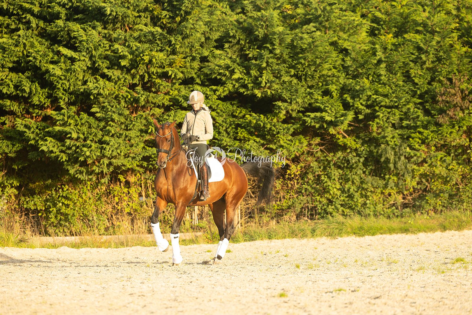 kwpn dressuurpaard merrie 8 år bruin till salu - Foto 3
