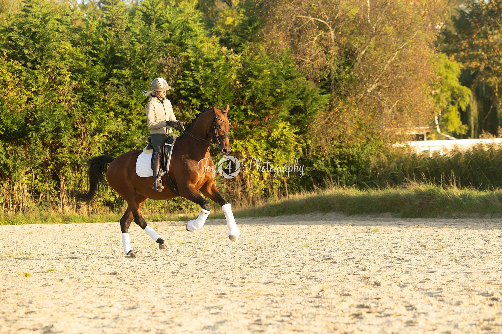 kwpn dressuurpaard merrie 8 år bruin till salu - Foto 5