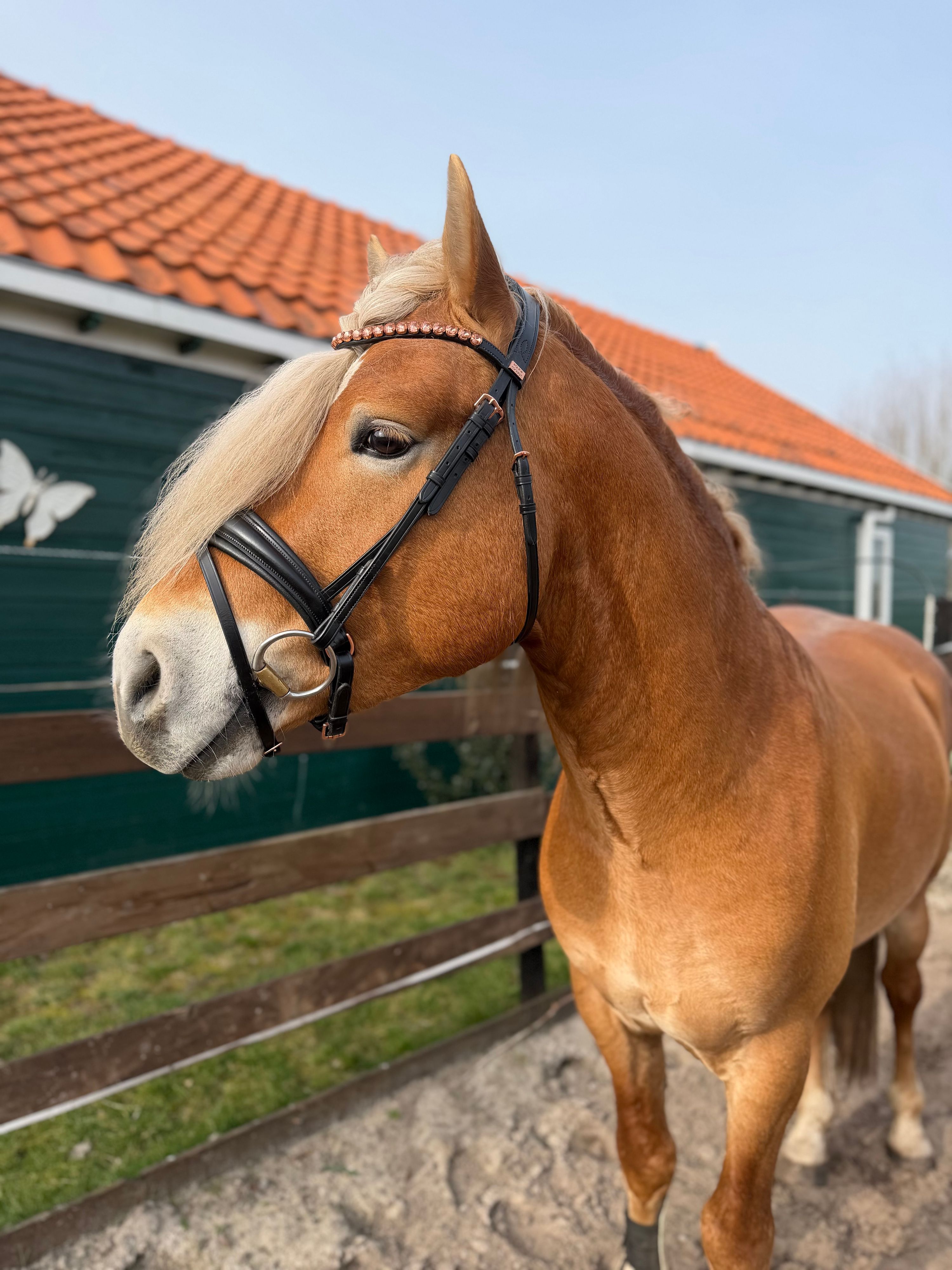 haflinger haflinger hengst 4 سنوات andere-kleur للبيع - صورة 2