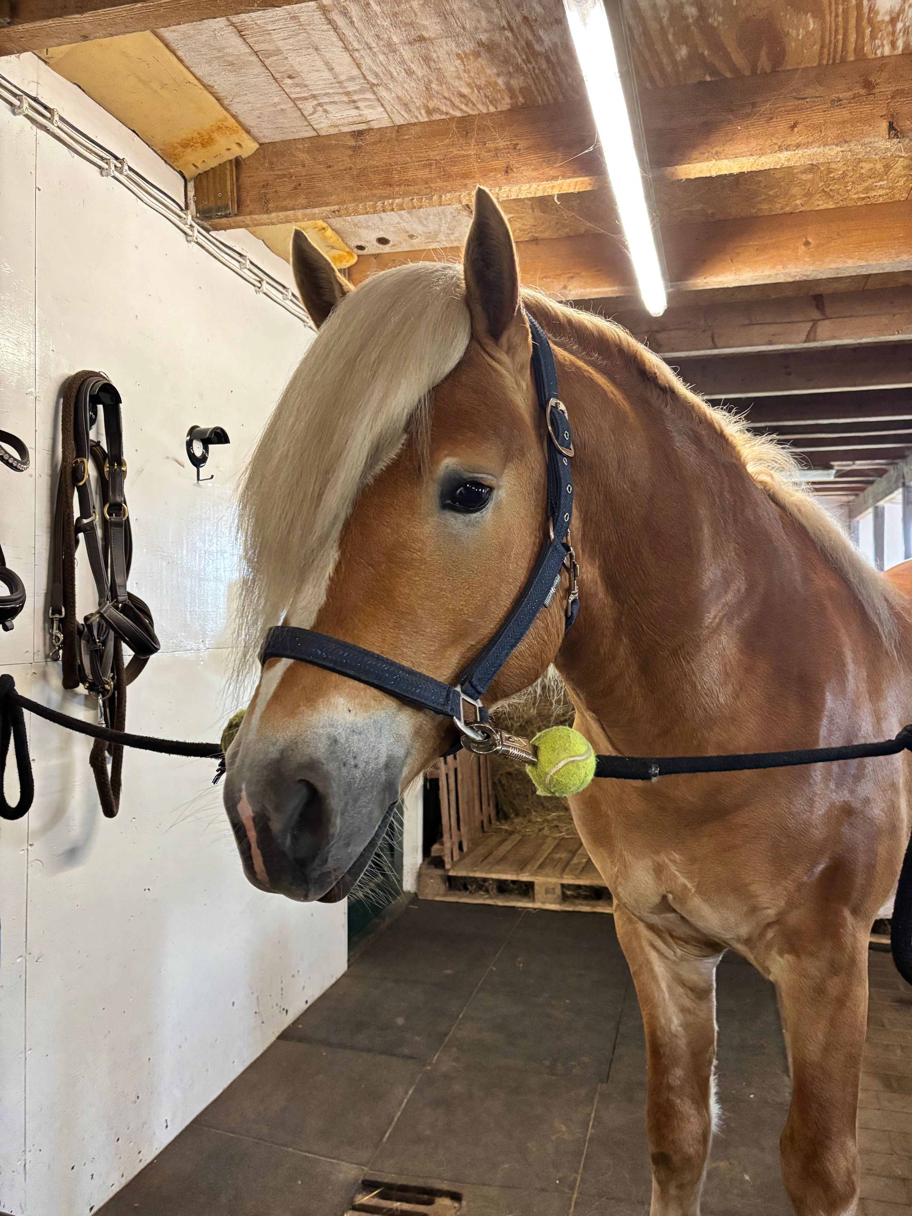 haflinger haflinger hengst 4 سنوات andere-kleur للبيع - صورة 4