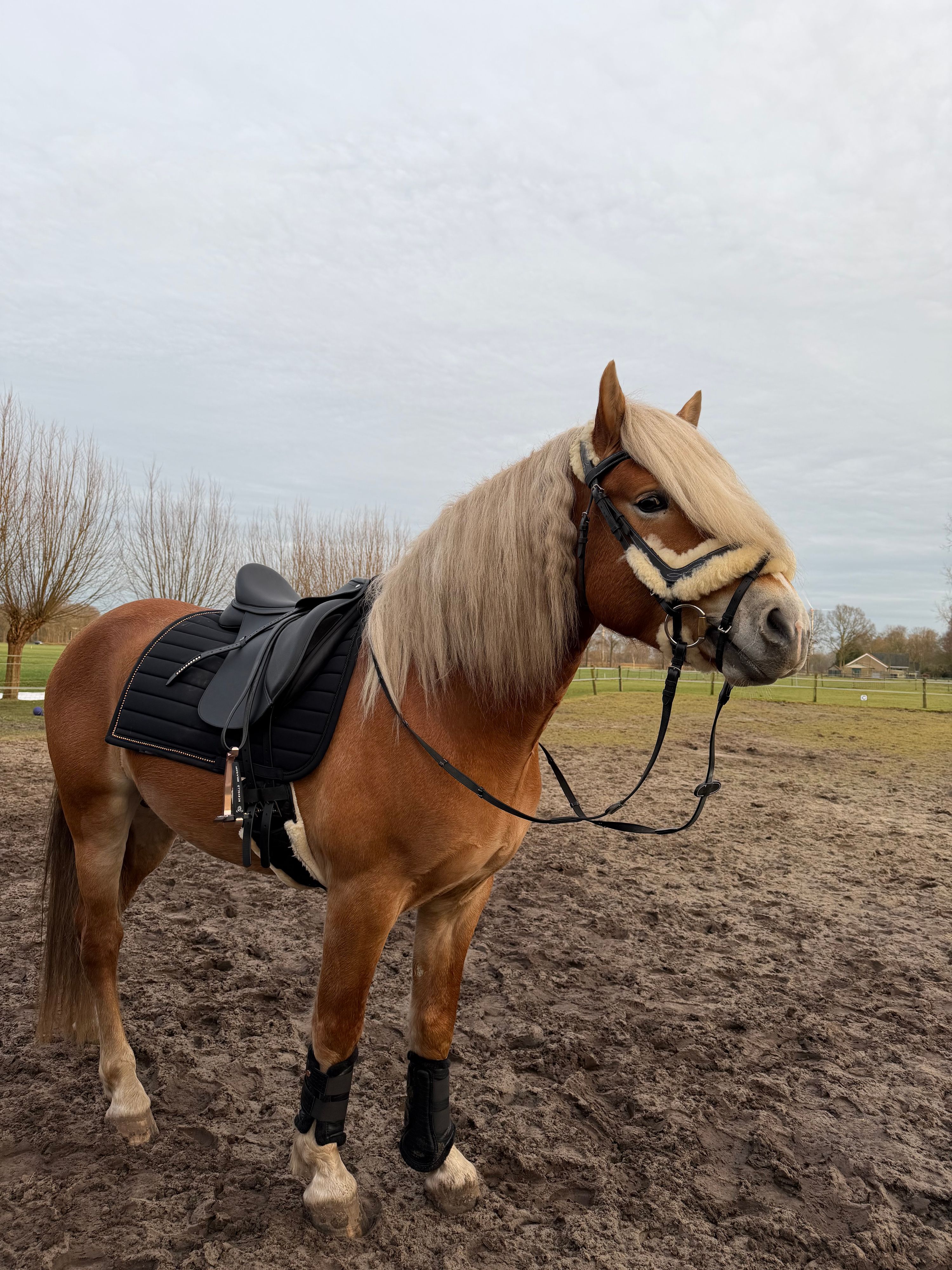 haflinger haflinger hengst 4 سنوات andere-kleur للبيع - صورة 3