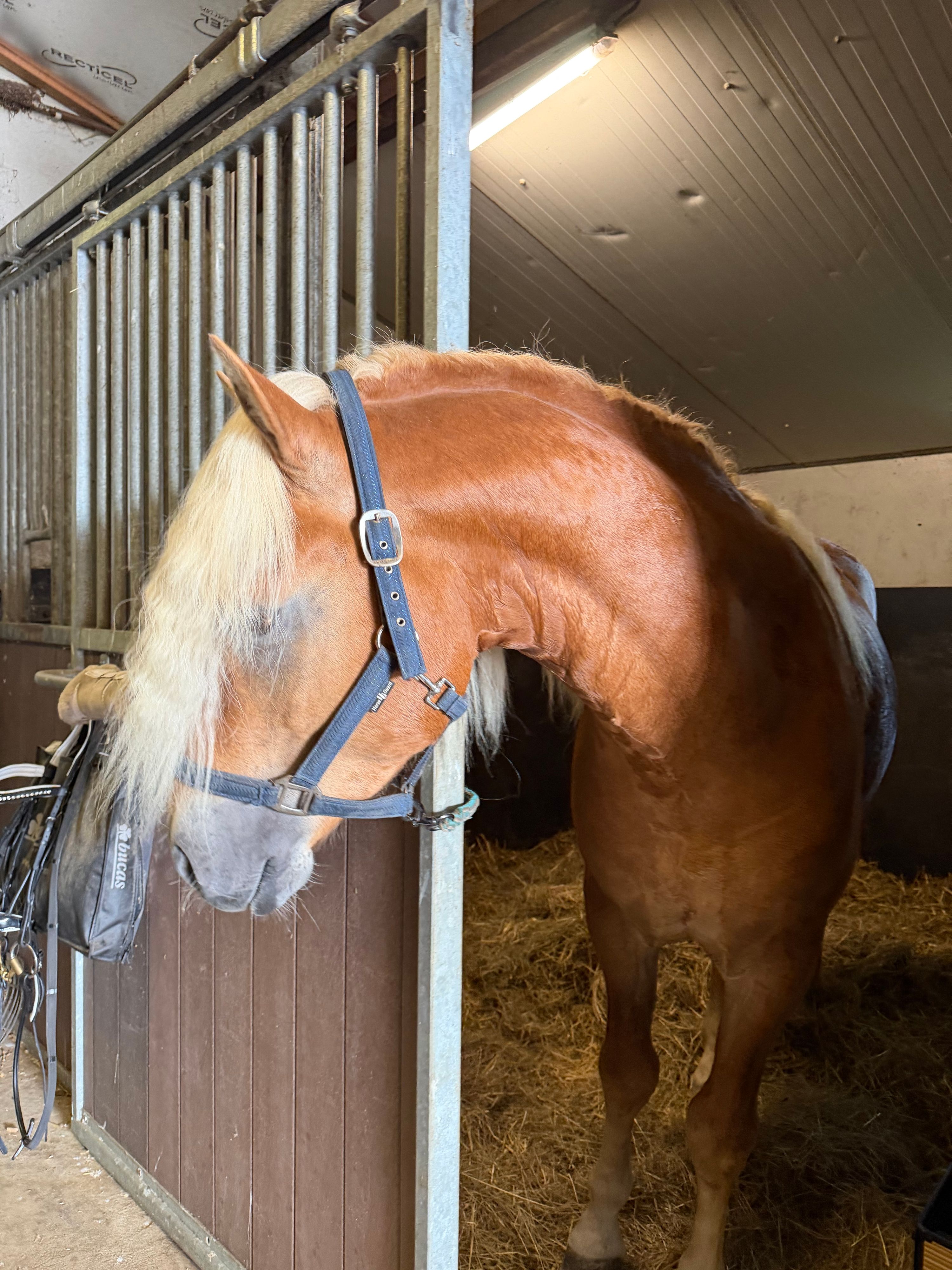 haflinger haflinger hengst 4 سنوات andere-kleur للبيع - صورة 6
