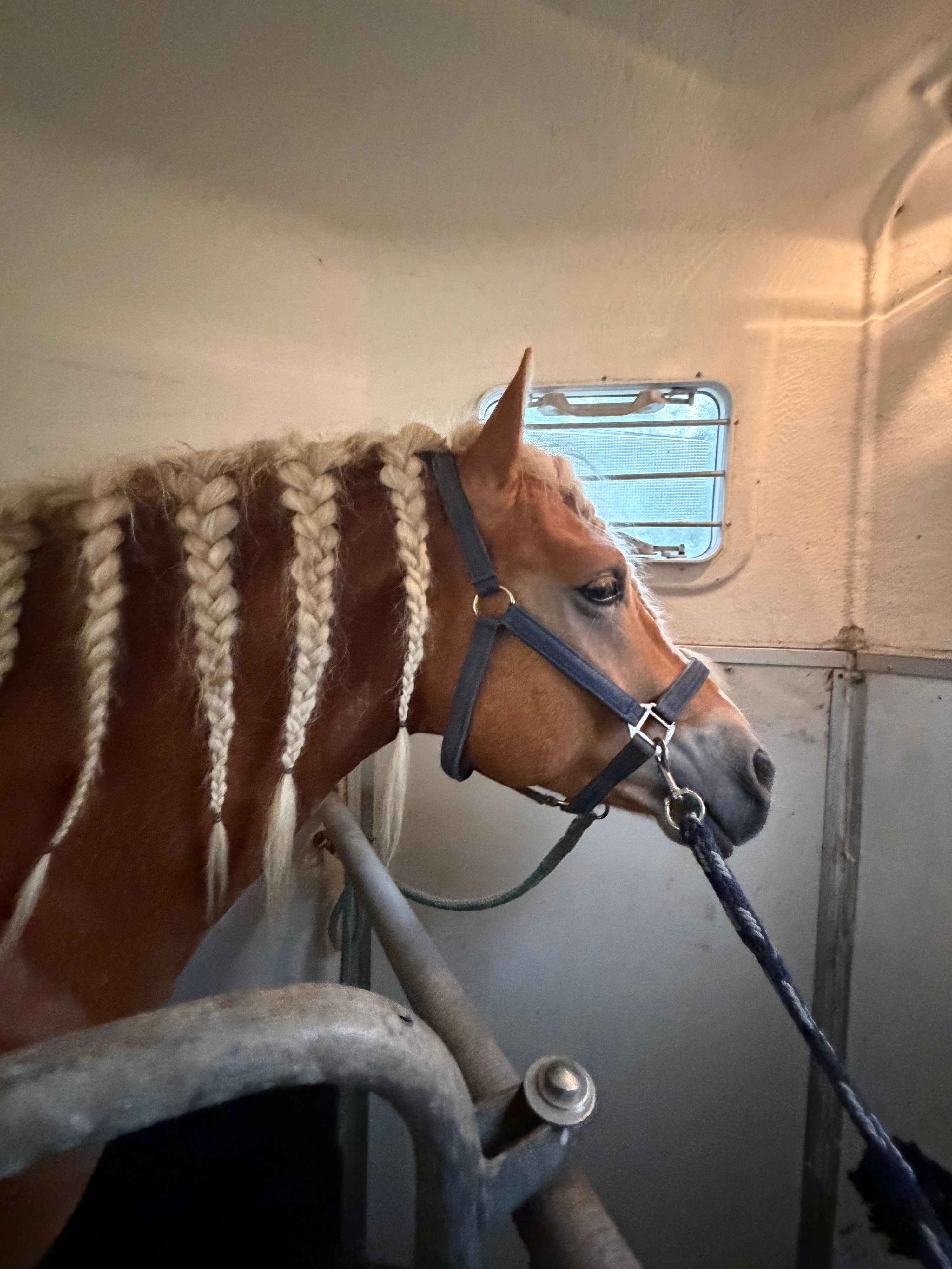haflinger haflinger hengst 4 سنوات andere-kleur للبيع - صورة 5