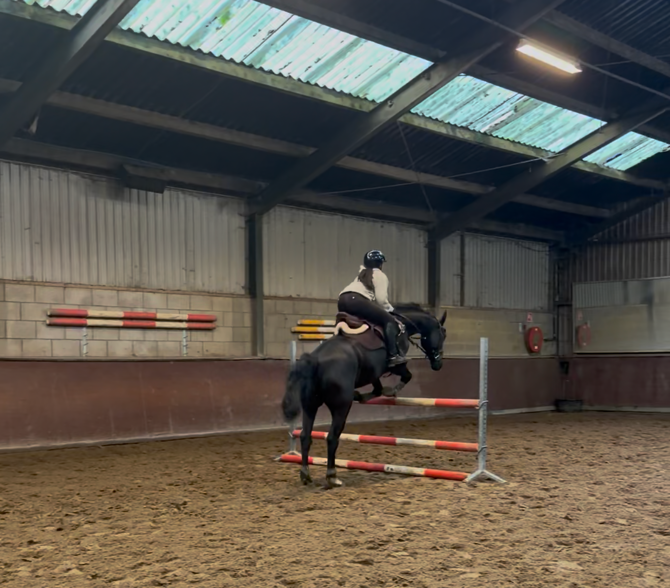 zangersheide springpaard ruin 8 år donkerbruin till salu - Foto 3