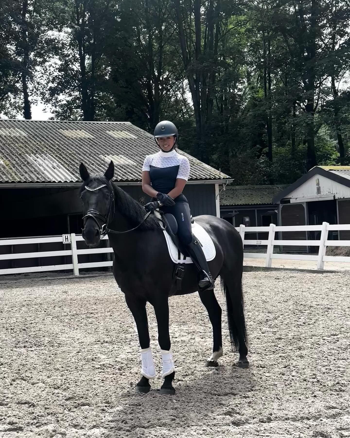 zangersheide springpaard ruin 8 år donkerbruin till salu - Foto 4