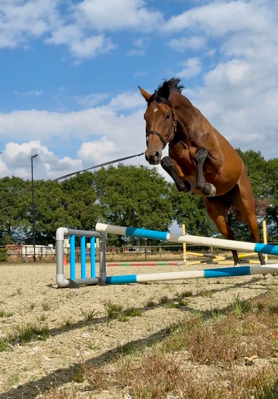 kwpn springpaard merrie 4 سنوات bruin للبيع - صورة 4