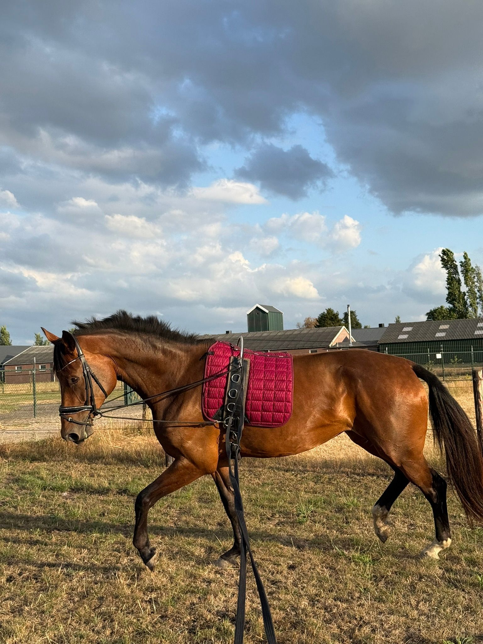 kwpn springpaard merrie 4 سنوات bruin للبيع - صورة 2