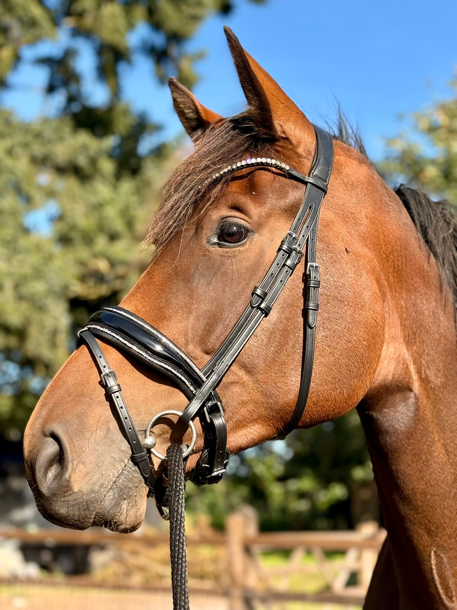 4-year-old mare by Ibolensky ForSale.Horse (x Numero Uno)