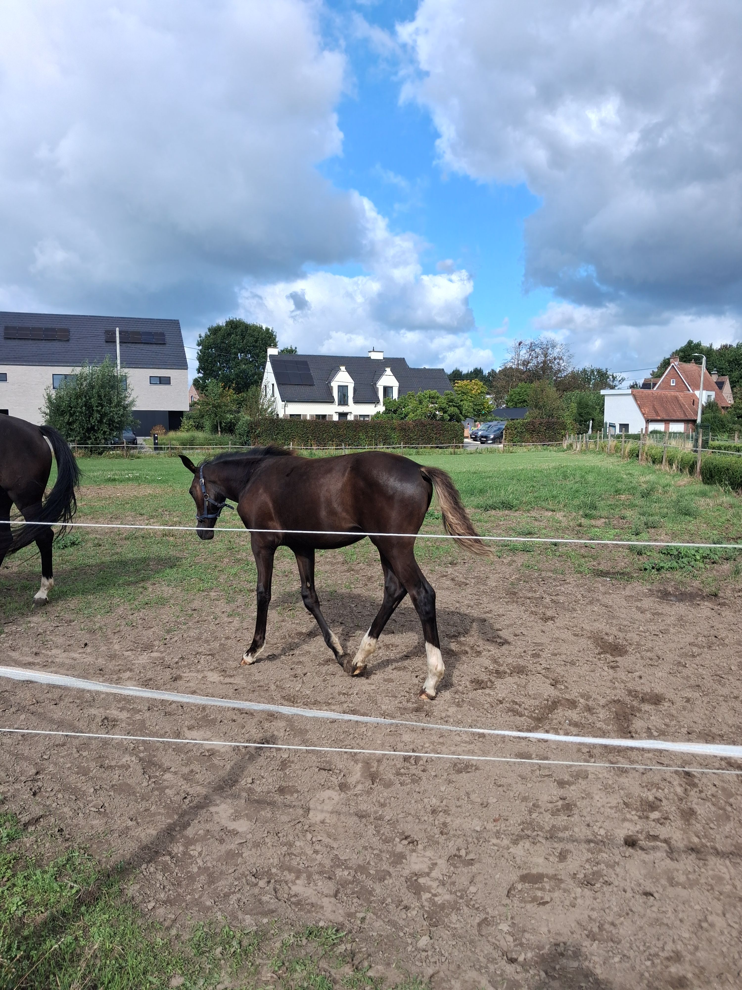 bwp dressuurpaard merrie 0 let zwart na prodej - Foto 2