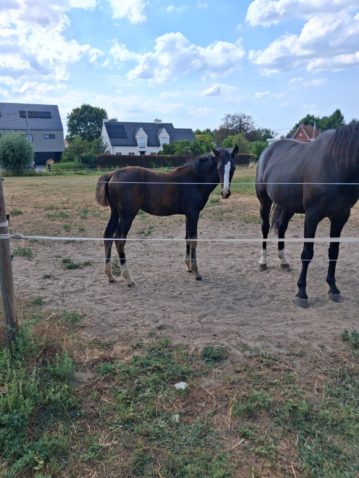 bwp dressuurpaard merrie 0 let zwart na prodej - Foto 6