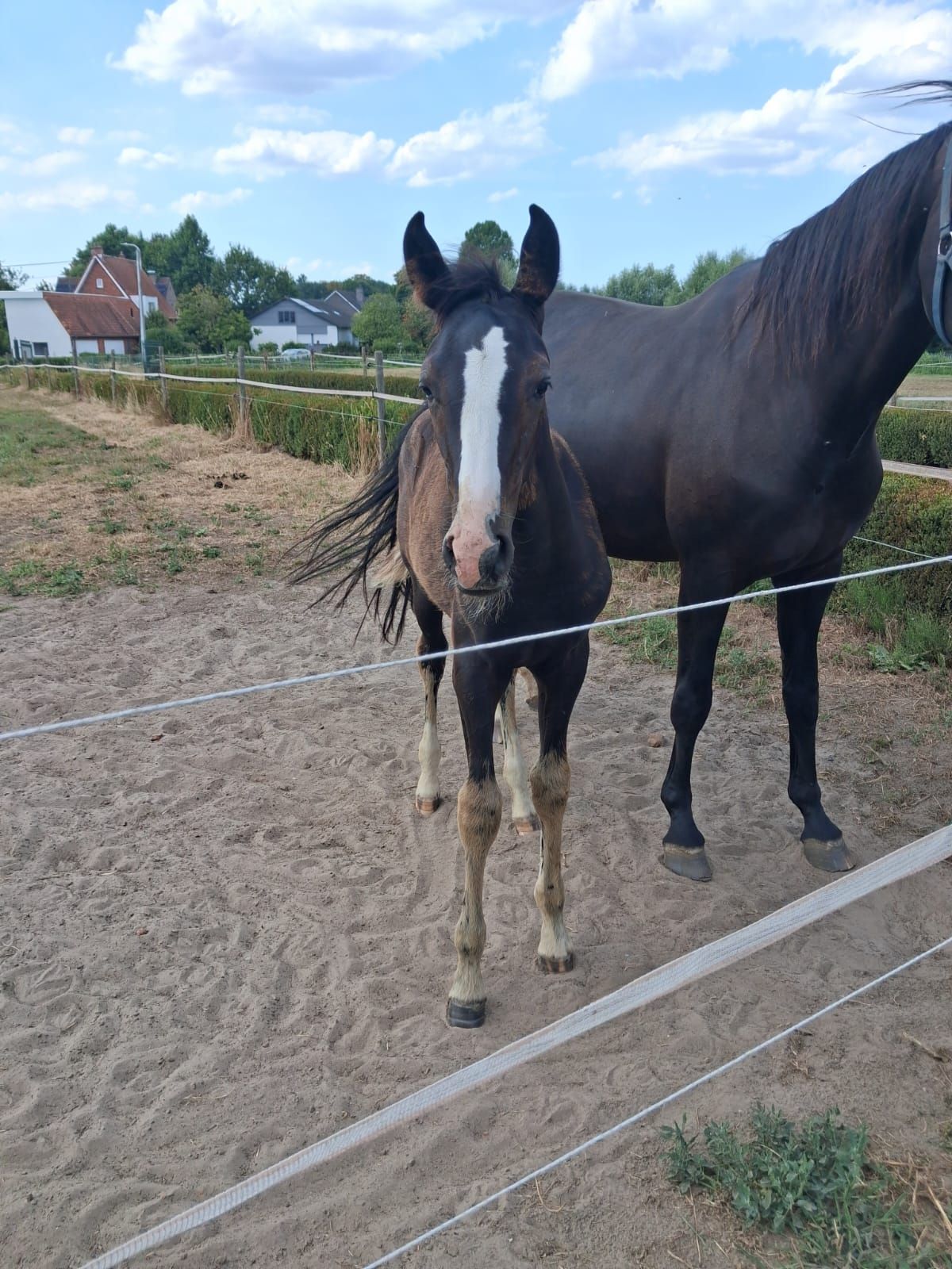 bwp dressuurpaard merrie 0 let zwart na prodej - Foto 3